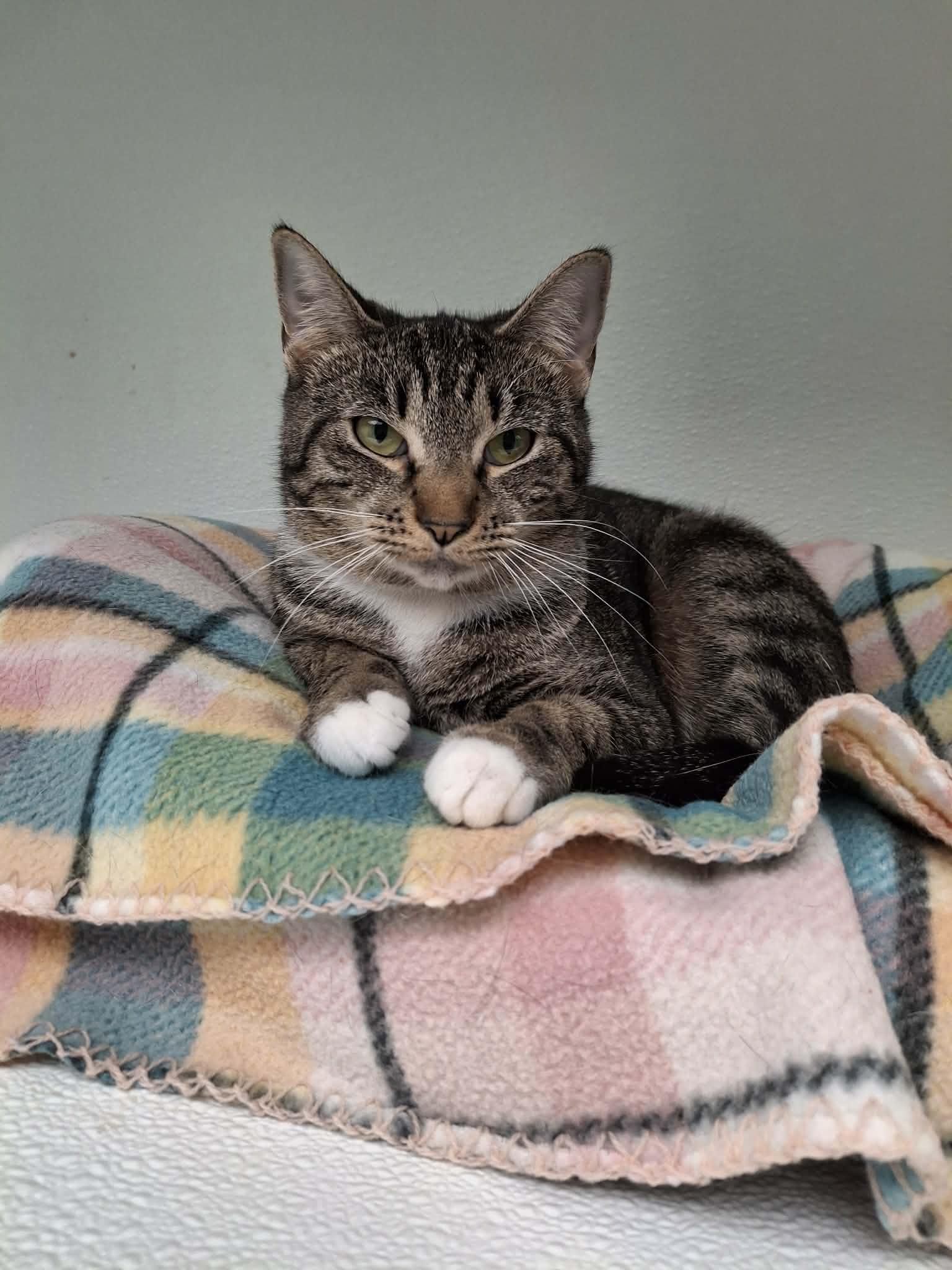 Isabel, Adoptable, Adult Female Domestic Short Hair.