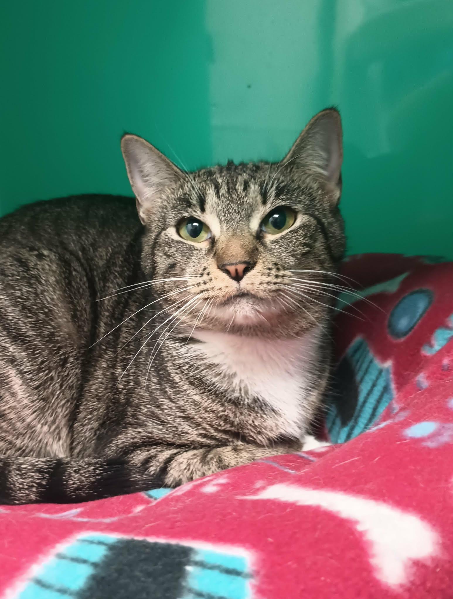 Enlarge Isabel, a Adoptable Domestic Short Hair in Gonic, NH image 2/3