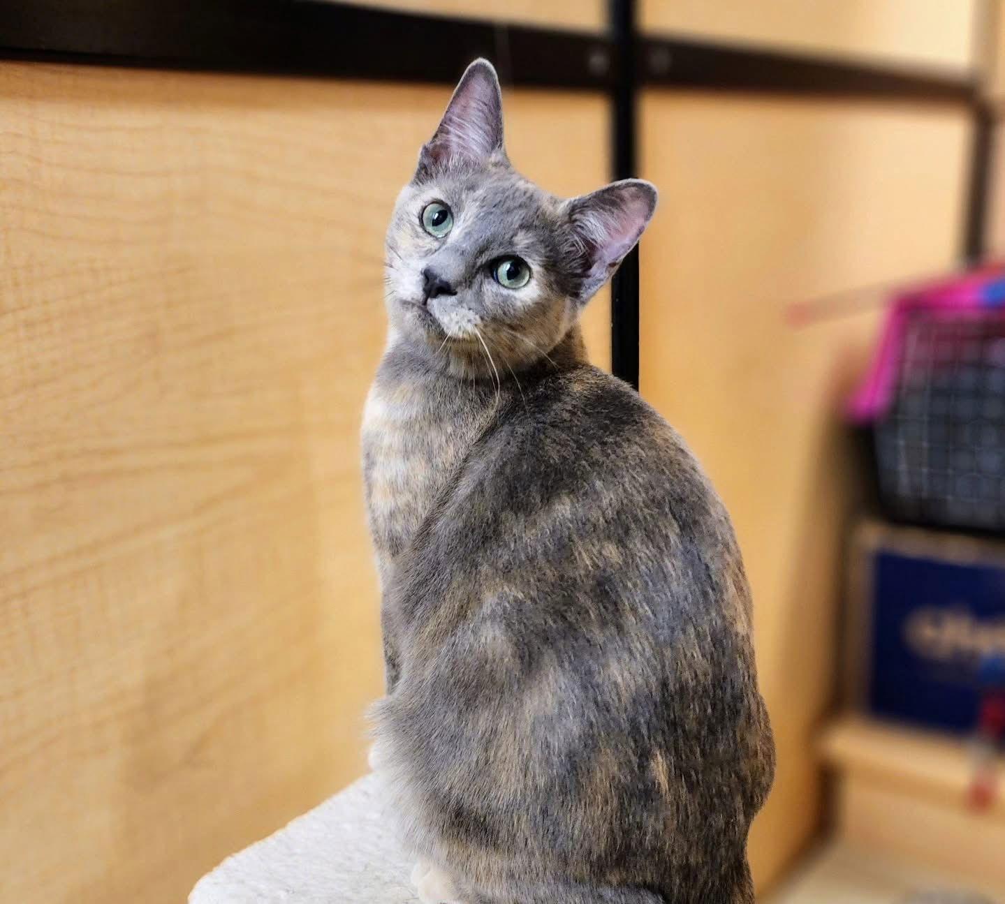 Enlarge Biscotti, a Adoptable Dilute Tortoiseshell in Garland, TX image 1/3