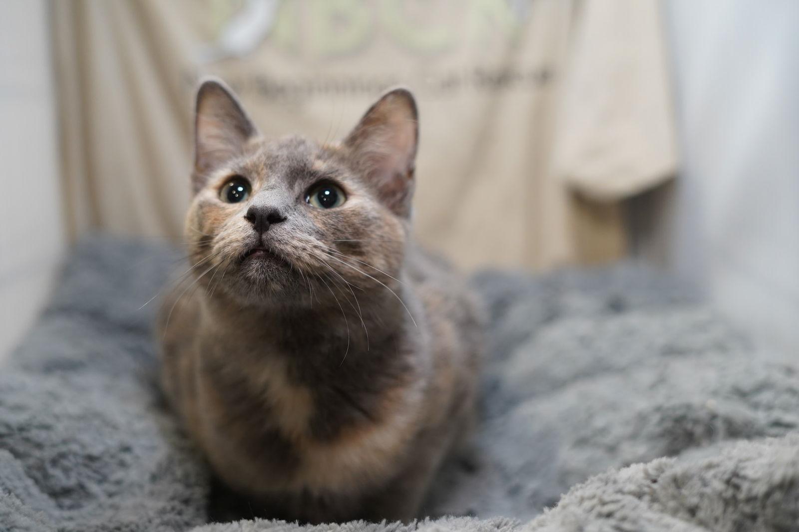 Enlarge Biscotti, a Adoptable Dilute Tortoiseshell in Garland, TX image 2/3