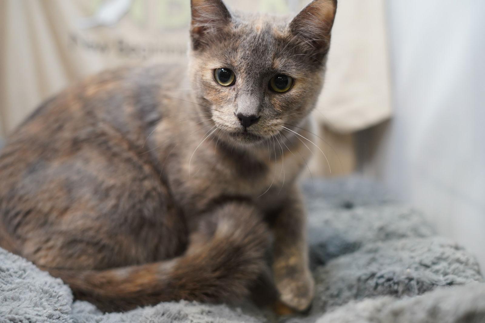 Enlarge Biscotti, a Adoptable Dilute Tortoiseshell in Garland, TX image 3/3