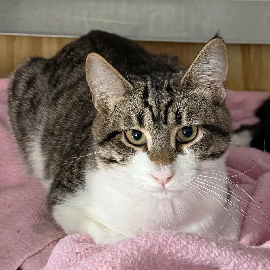 SPADE, ADOPTABLE, Young Male Domestic Short Hair.