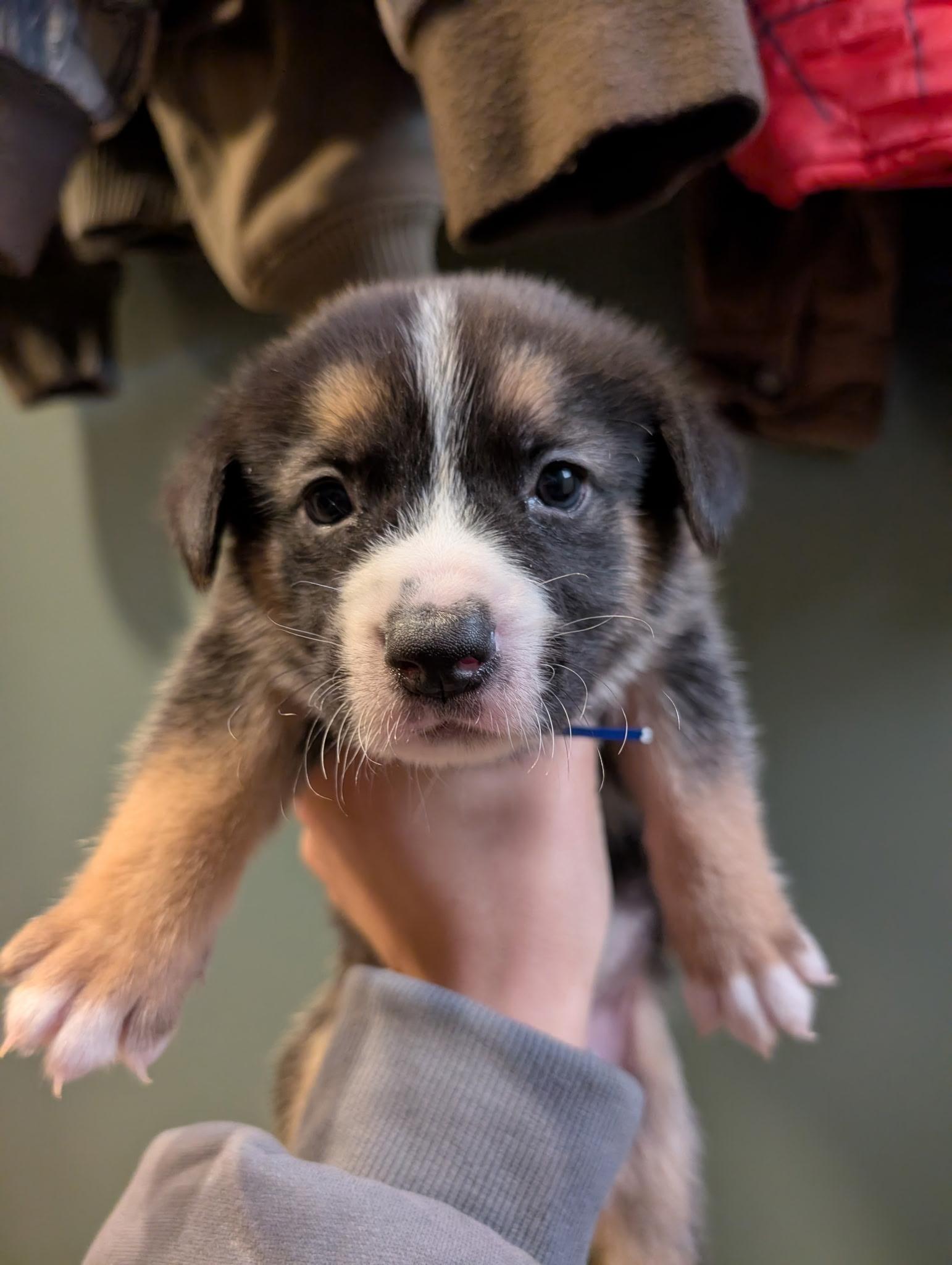 Enlarge Cosmo, a ADOPTABLE mixed breed in Spring hill, TN image 4/4