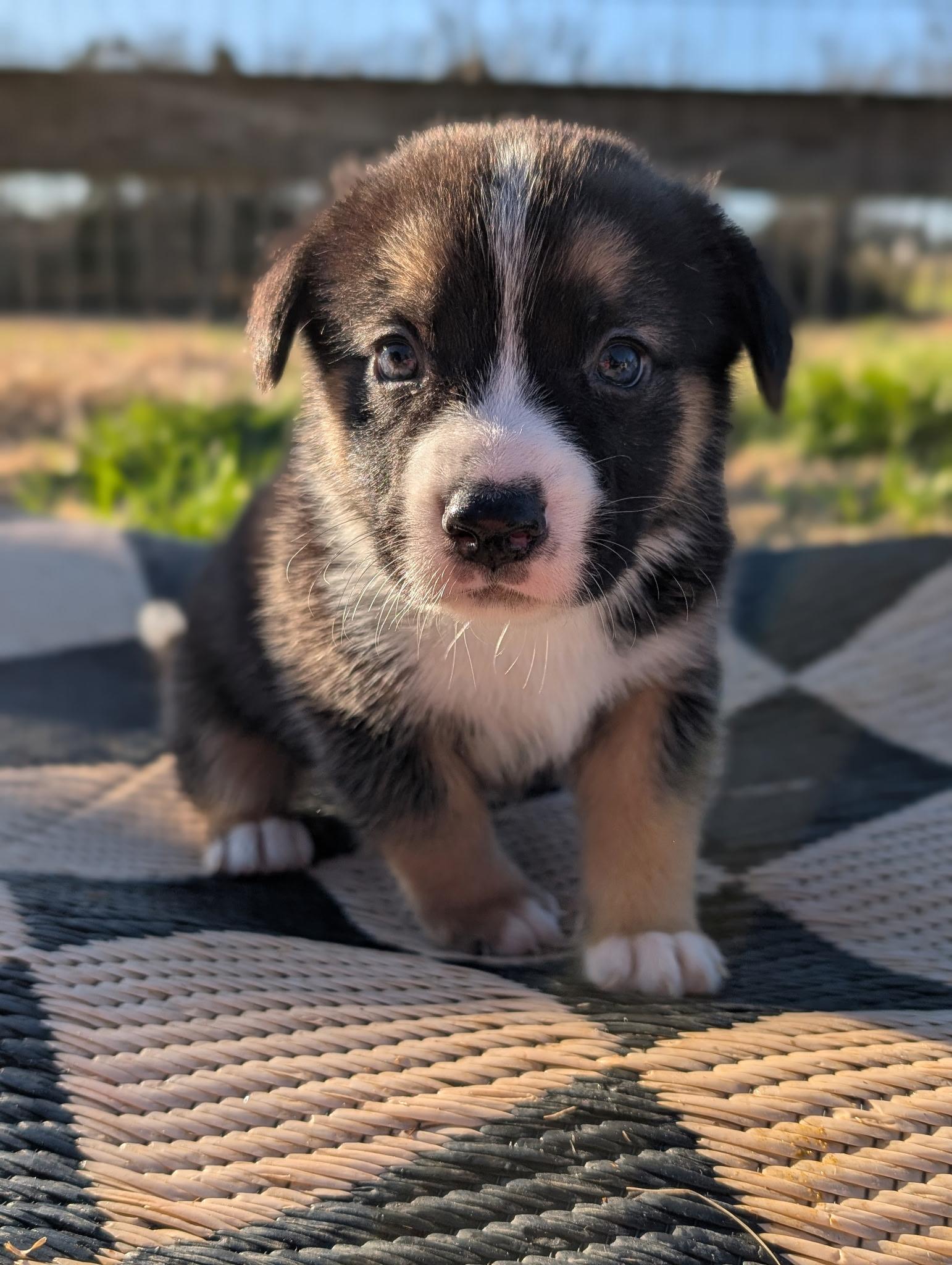 Enlarge Cosmo, a ADOPTABLE mixed breed in Spring hill, TN image 3/4