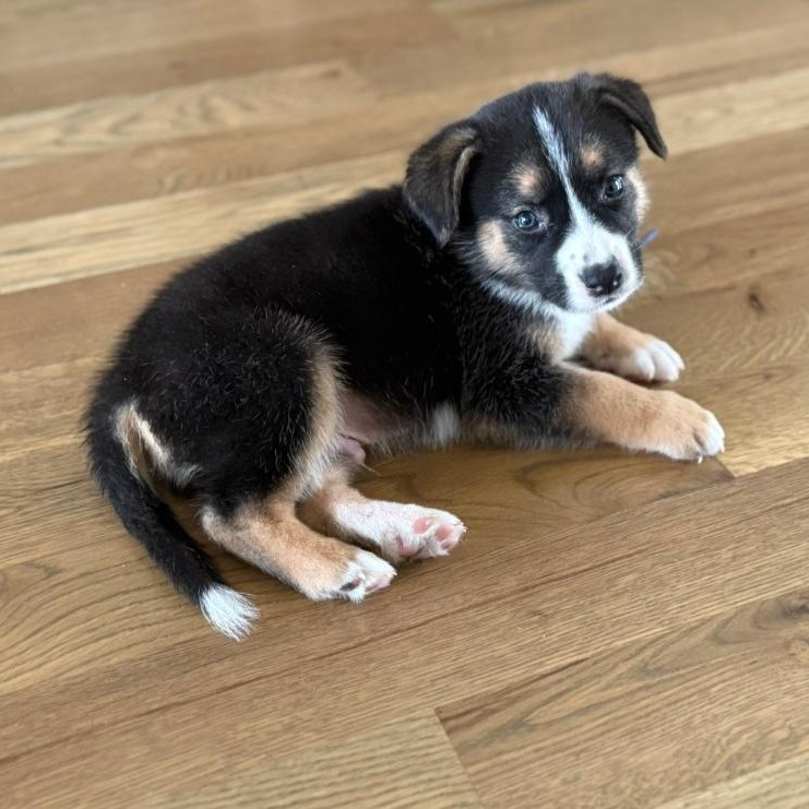 Cosmo, ADOPTABLE, Puppy Male Australian Shepherd.
