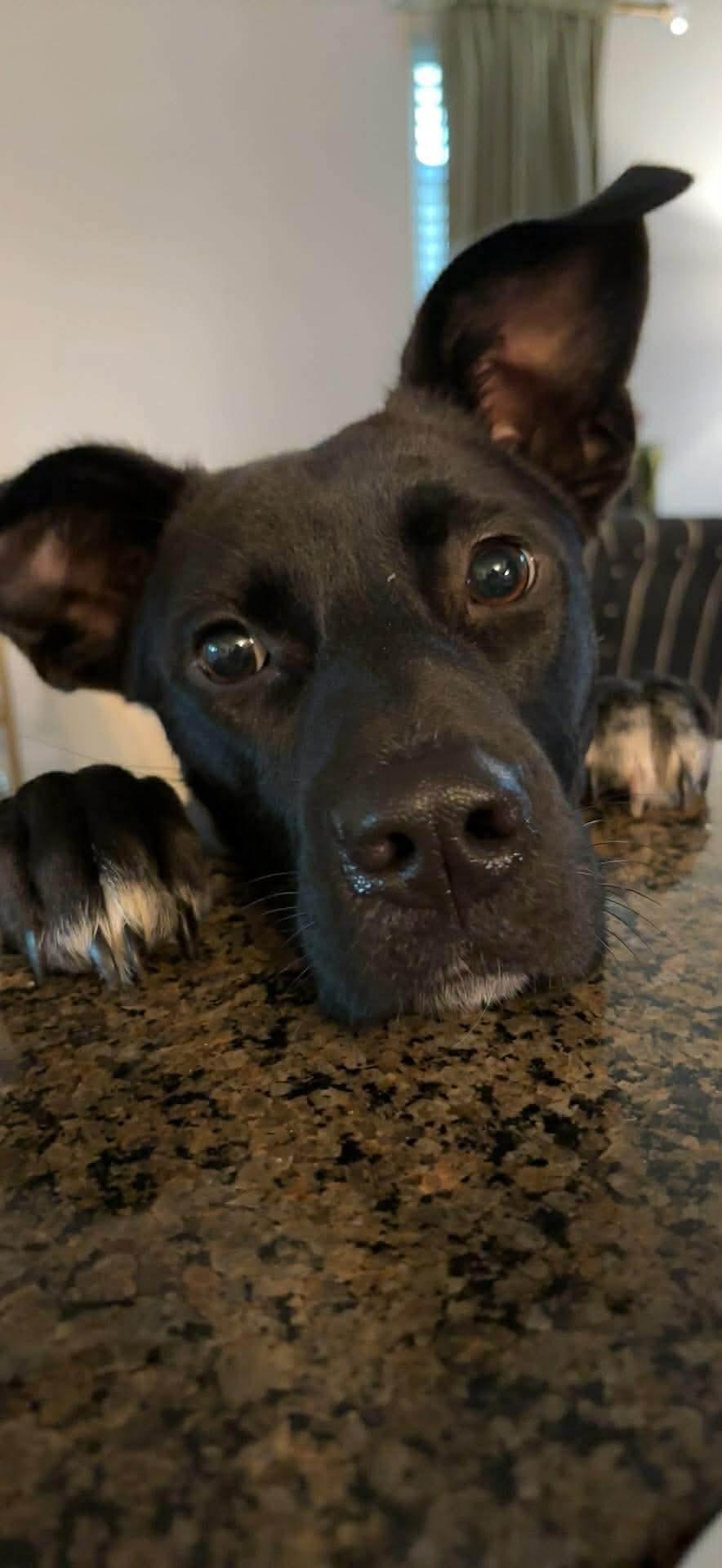 Enlarge Pearl, a ADOPTABLE mixed breed in Wando, SC image 5/6