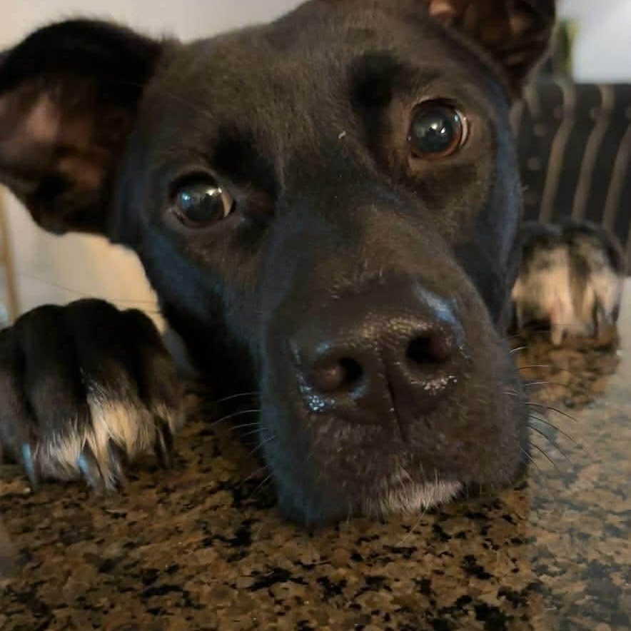 Enlarge Pearl, a ADOPTABLE mixed breed in Wando, SC image 2/6
