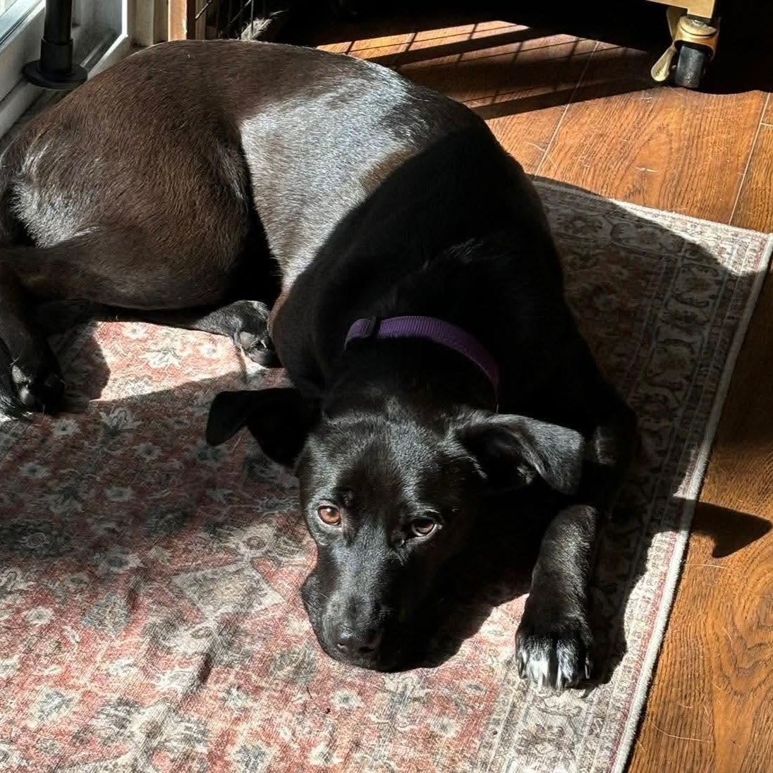 Enlarge Pearl, a ADOPTABLE mixed breed in Wando, SC image 6/6
