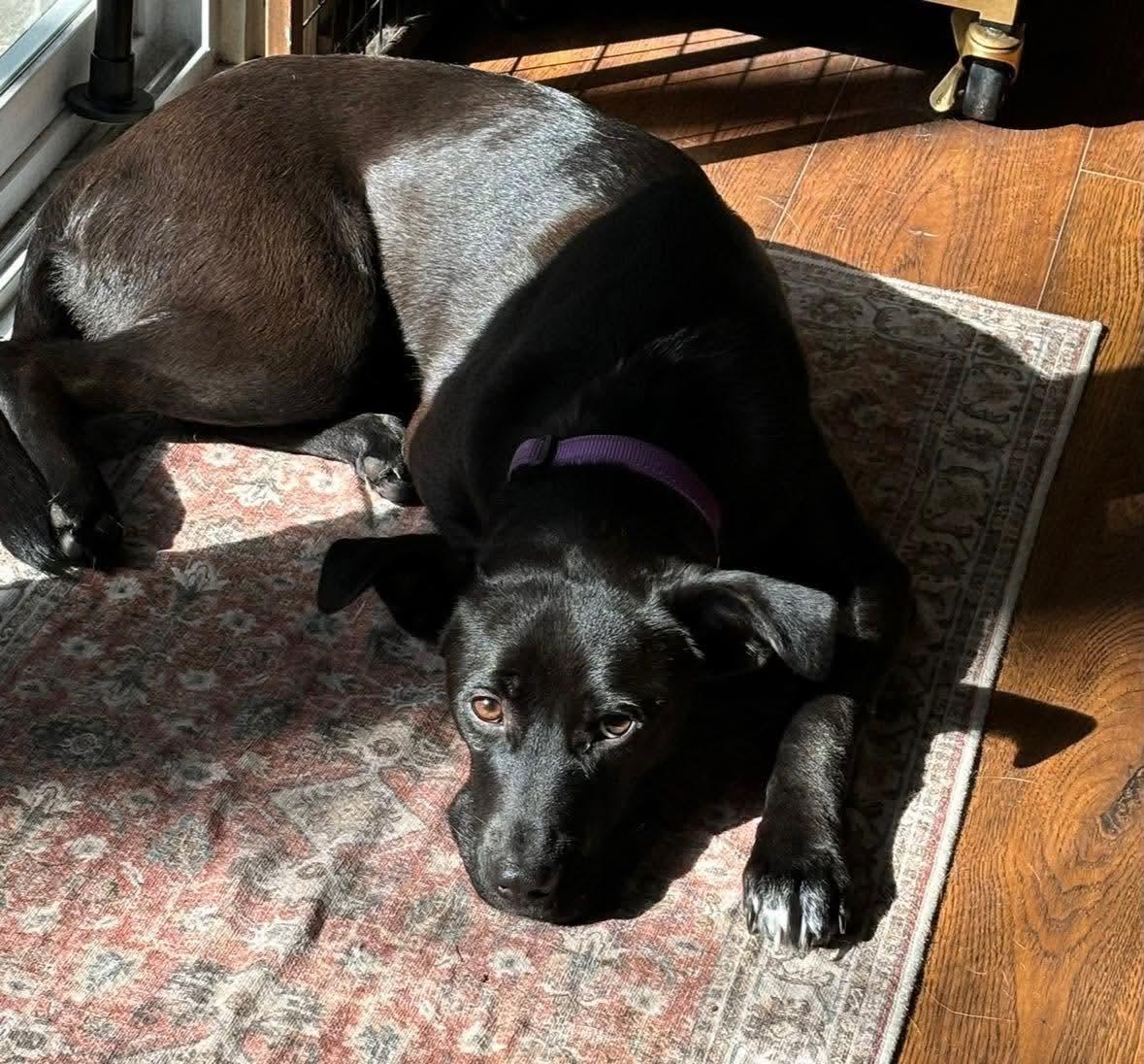 Enlarge Pearl, a ADOPTABLE mixed breed in Wando, SC image 4/6
