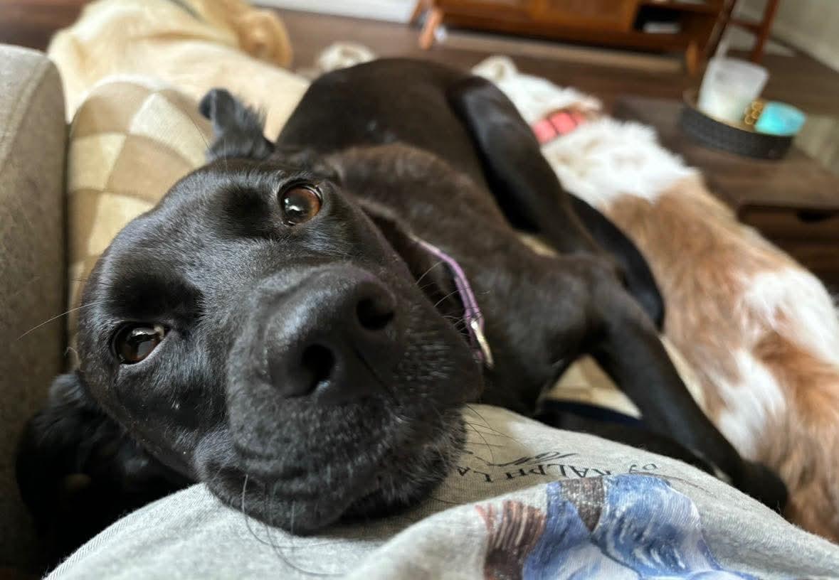 Enlarge Pearl, a ADOPTABLE mixed breed in Wando, SC image 2/6