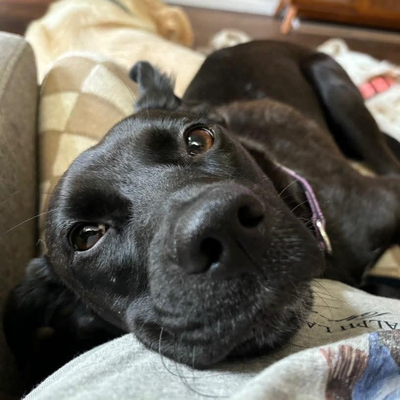 Enlarge Pearl, a ADOPTABLE mixed breed in Wando, SC image 4/6