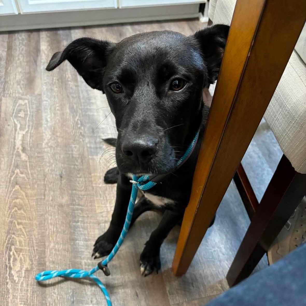Pearl, ADOPTABLE, Young Female Labrador Retriever.