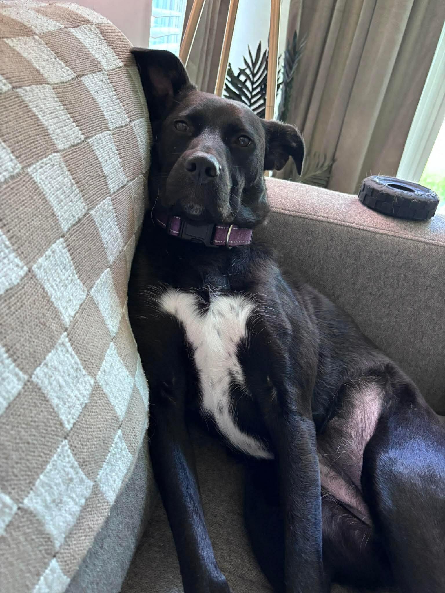 Pearl, ADOPTABLE, Young Female Labrador Retriever.
