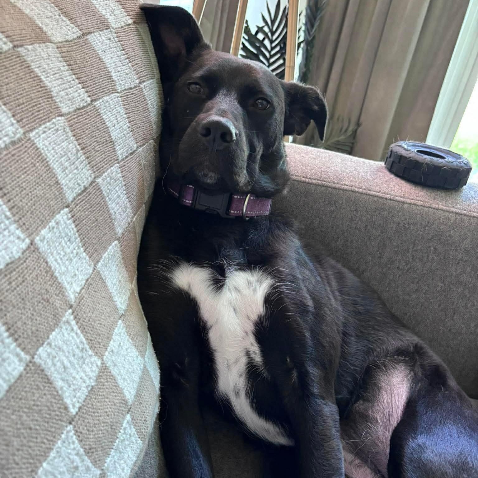 Enlarge Pearl, a ADOPTABLE mixed breed in Wando, SC image 3/6