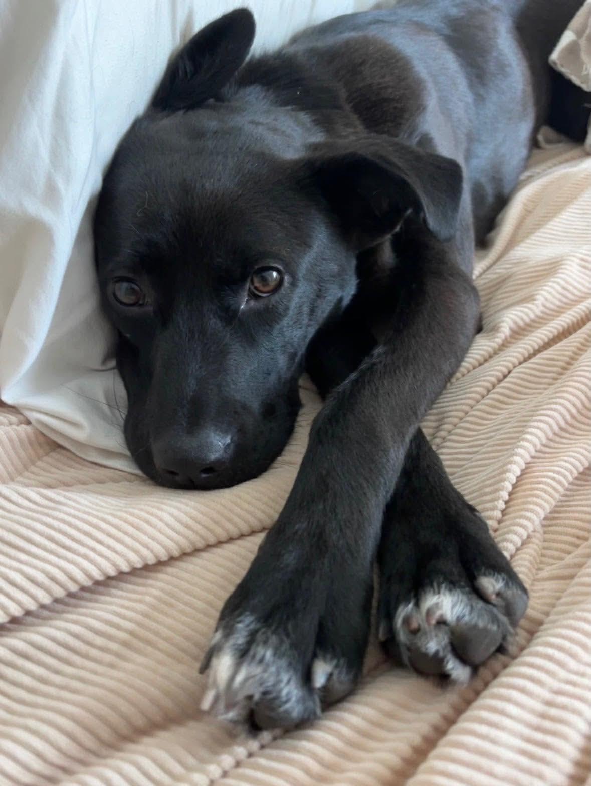 Enlarge Pearl, a ADOPTABLE mixed breed in Wando, SC image 3/6