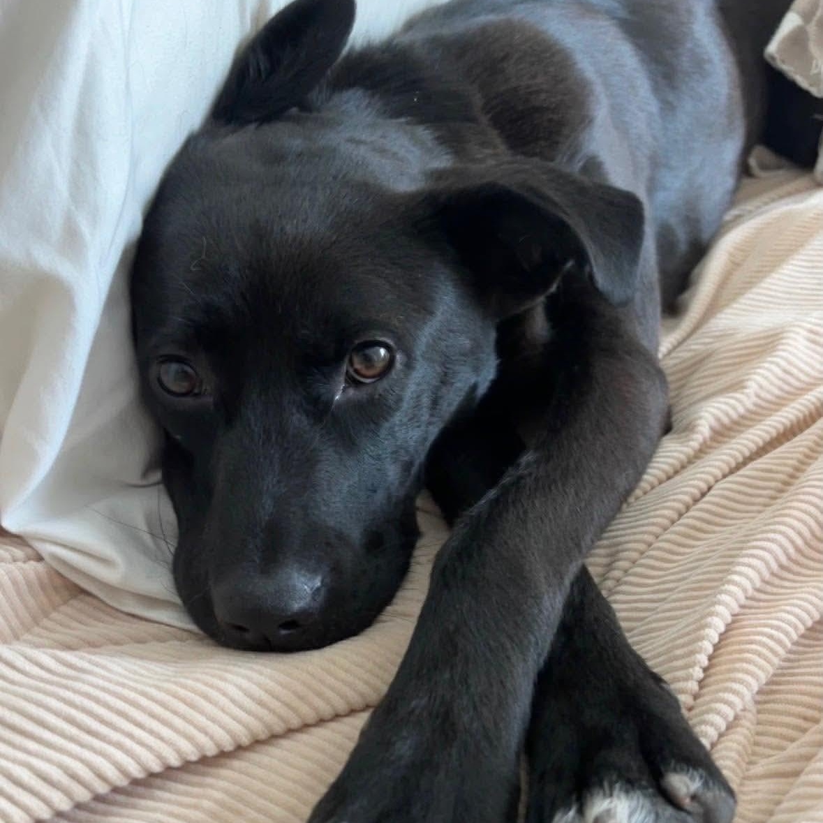 Enlarge Pearl, a ADOPTABLE mixed breed in Wando, SC image 5/6
