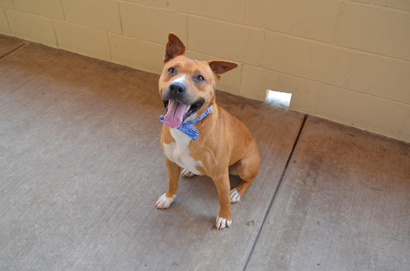 Enlarge Geyser, a Adopted American Staffordshire Terrier in McKinney, TX image 1/3