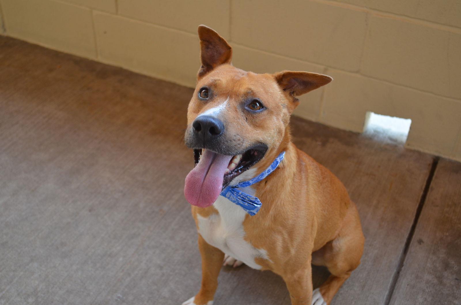 Enlarge Geyser, a Adopted American Staffordshire Terrier in McKinney, TX image 2/3