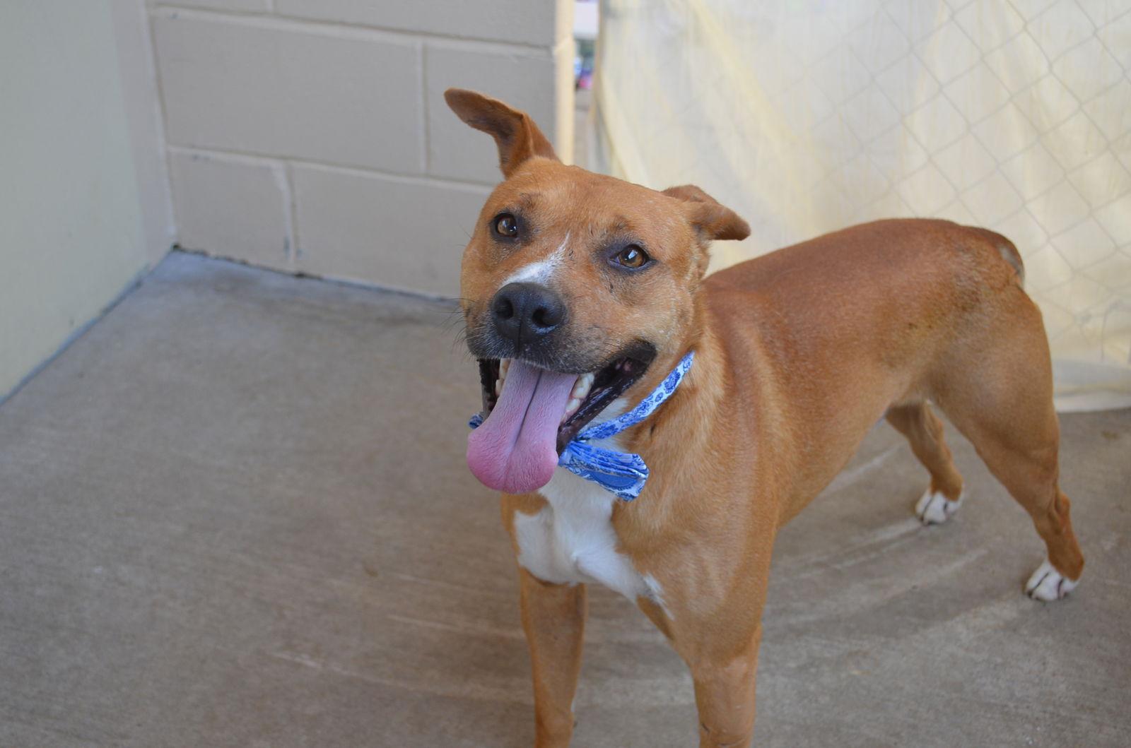 Enlarge Geyser, a Adopted American Staffordshire Terrier in McKinney, TX image 3/3