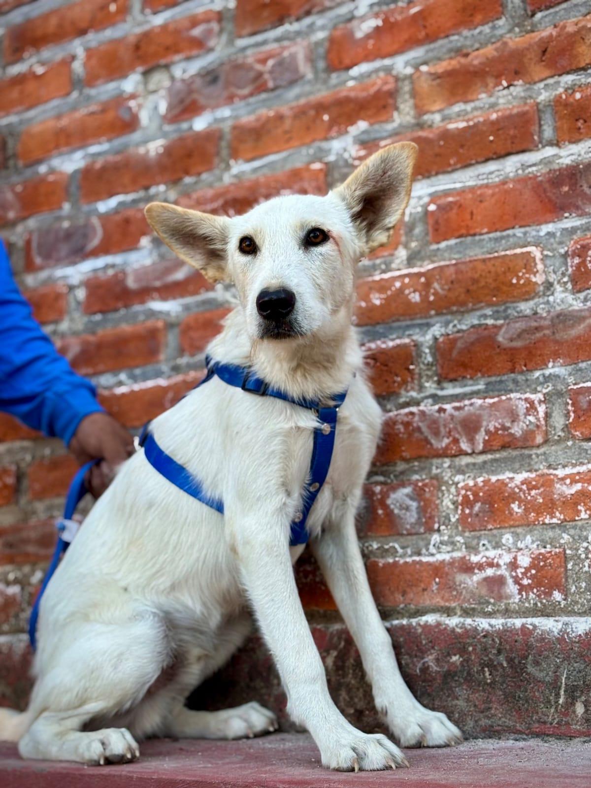 Enlarge Cliff, a Adopted mixed breed in Vancouver, BC image 1/5