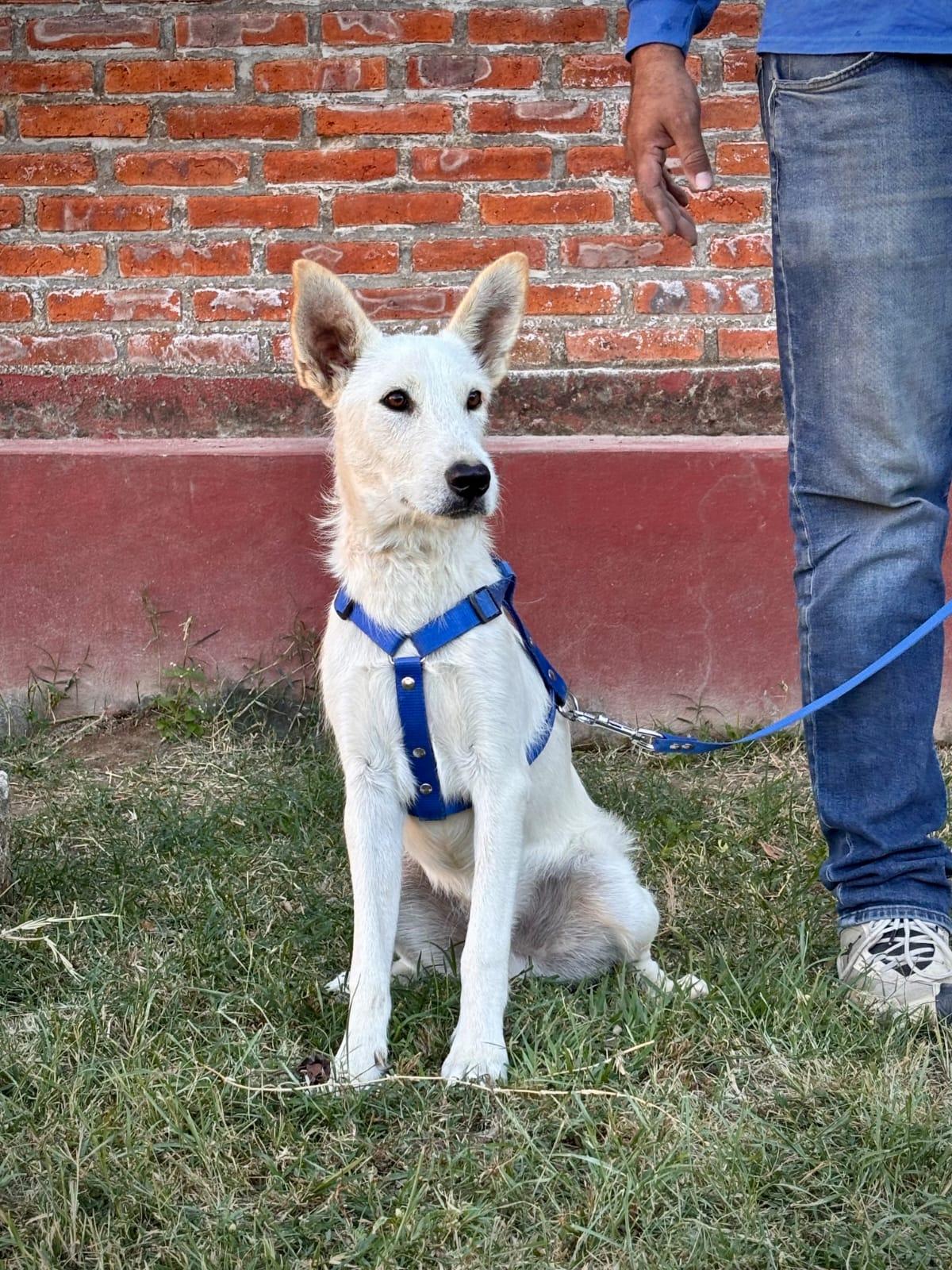 Enlarge Cliff, a Adopted mixed breed in Vancouver, BC image 5/5