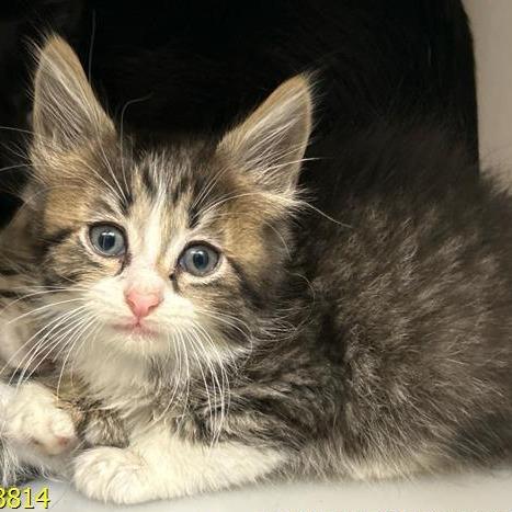 Angelhair, Adoptable, Kitten Female Domestic Short Hair.