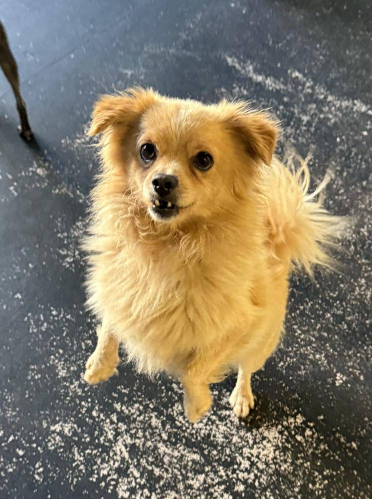 Bernard, Adoptable, Adult Male Pomeranian & Chihuahua.
