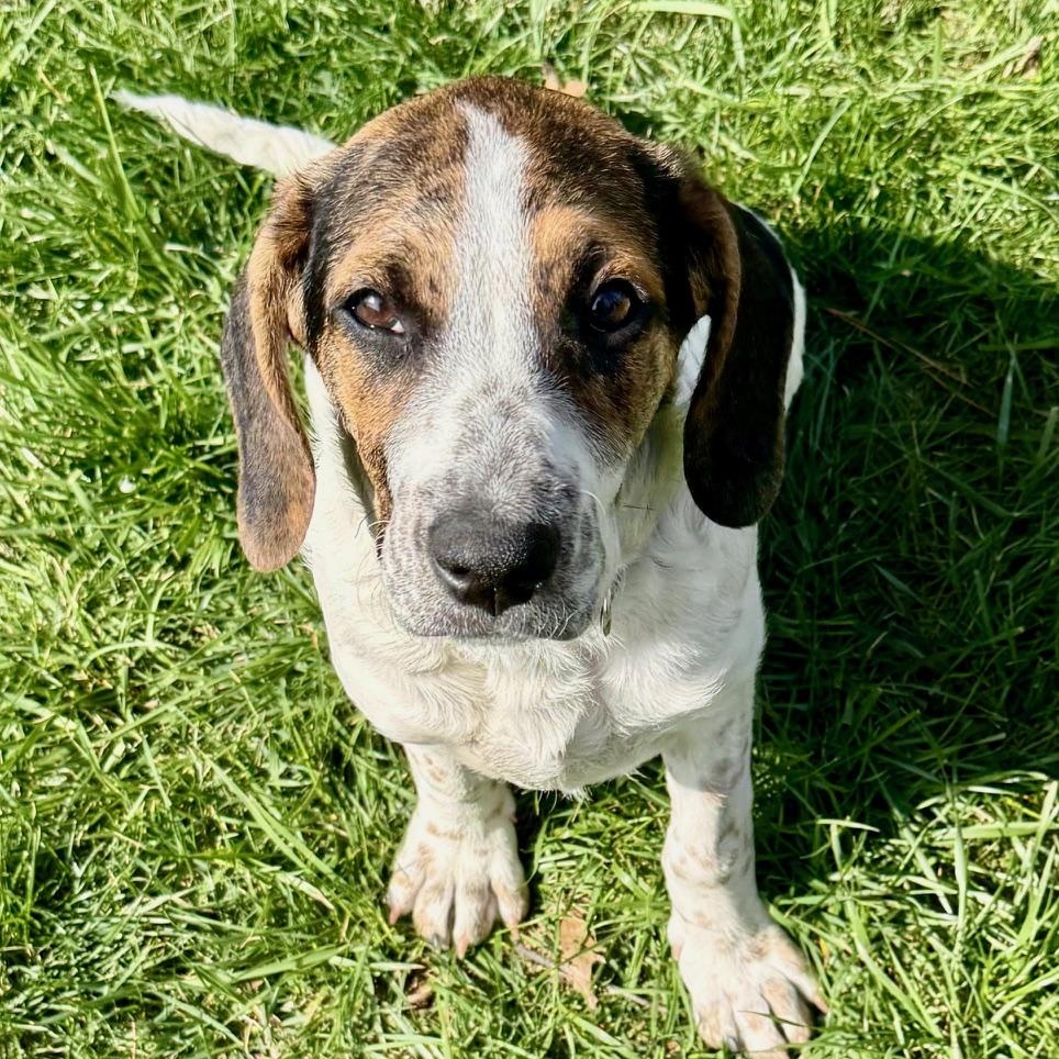 Enlarge Christine, a Adoptable mixed breed in Richmond, VA image 1/6