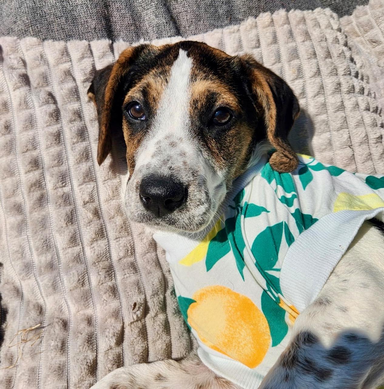 Enlarge Christine, a Adoptable mixed breed in Richmond, VA image 2/6