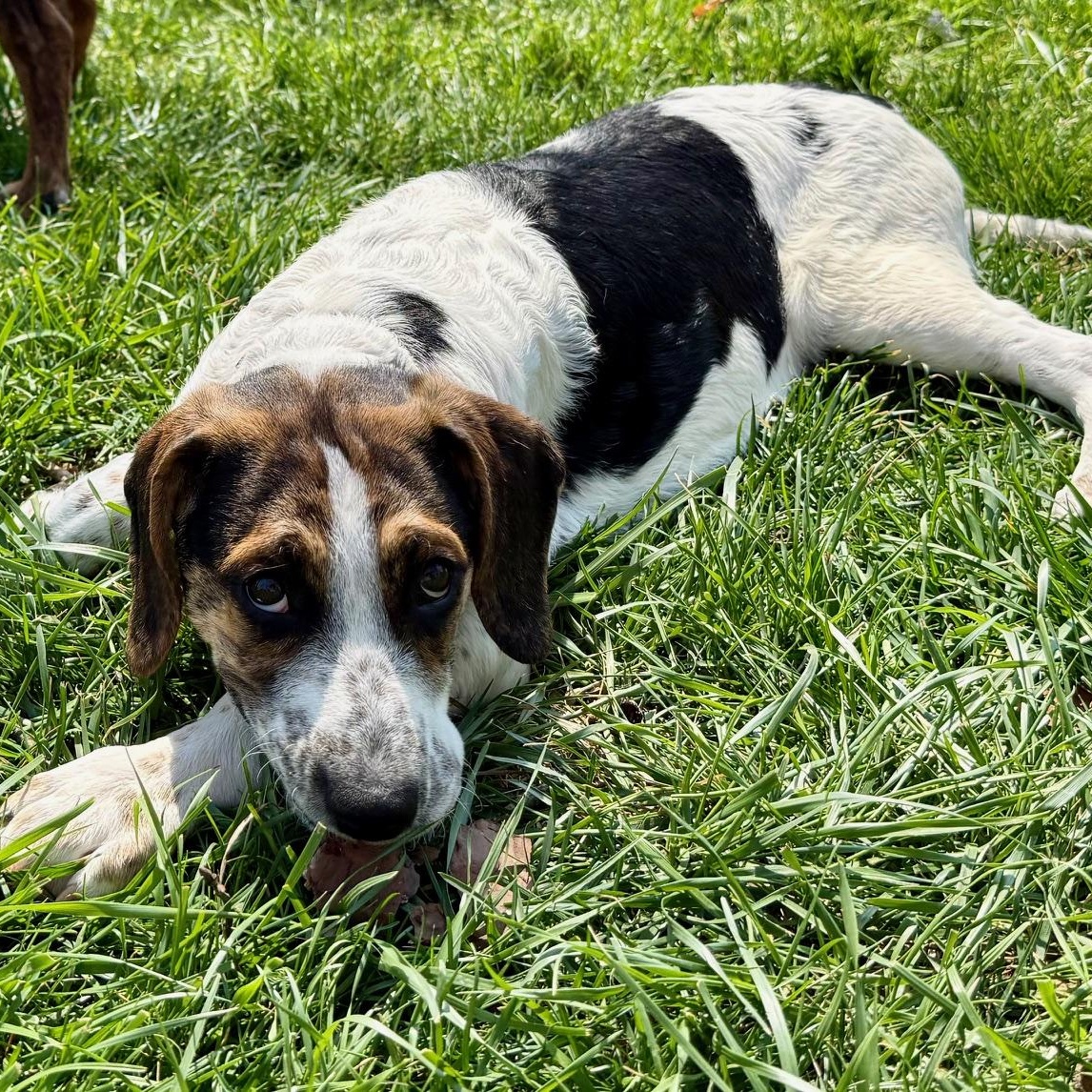 Enlarge Christine, a Adoptable mixed breed in Richmond, VA image 4/6