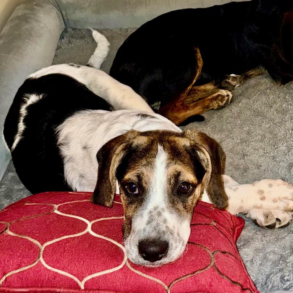 Enlarge Christine, a Adoptable mixed breed in Richmond, VA image 3/6