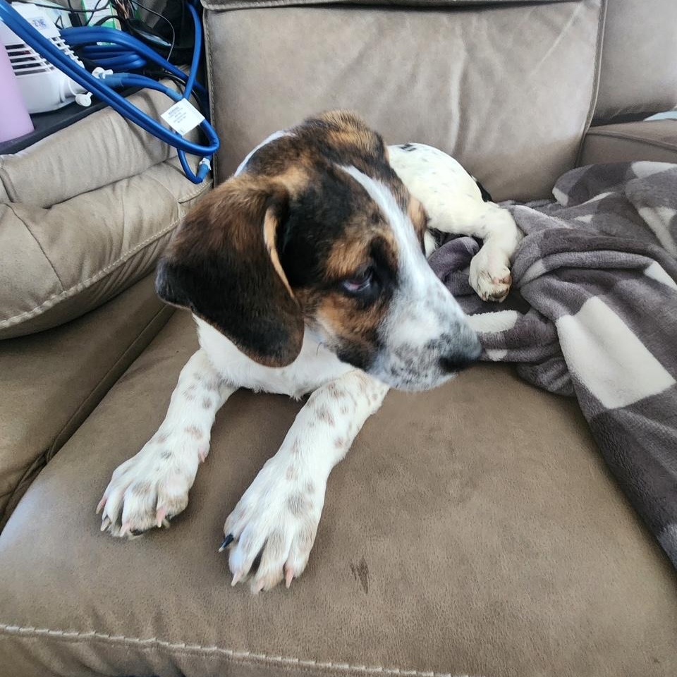 Enlarge Christine, a Adoptable mixed breed in Richmond, VA image 6/6