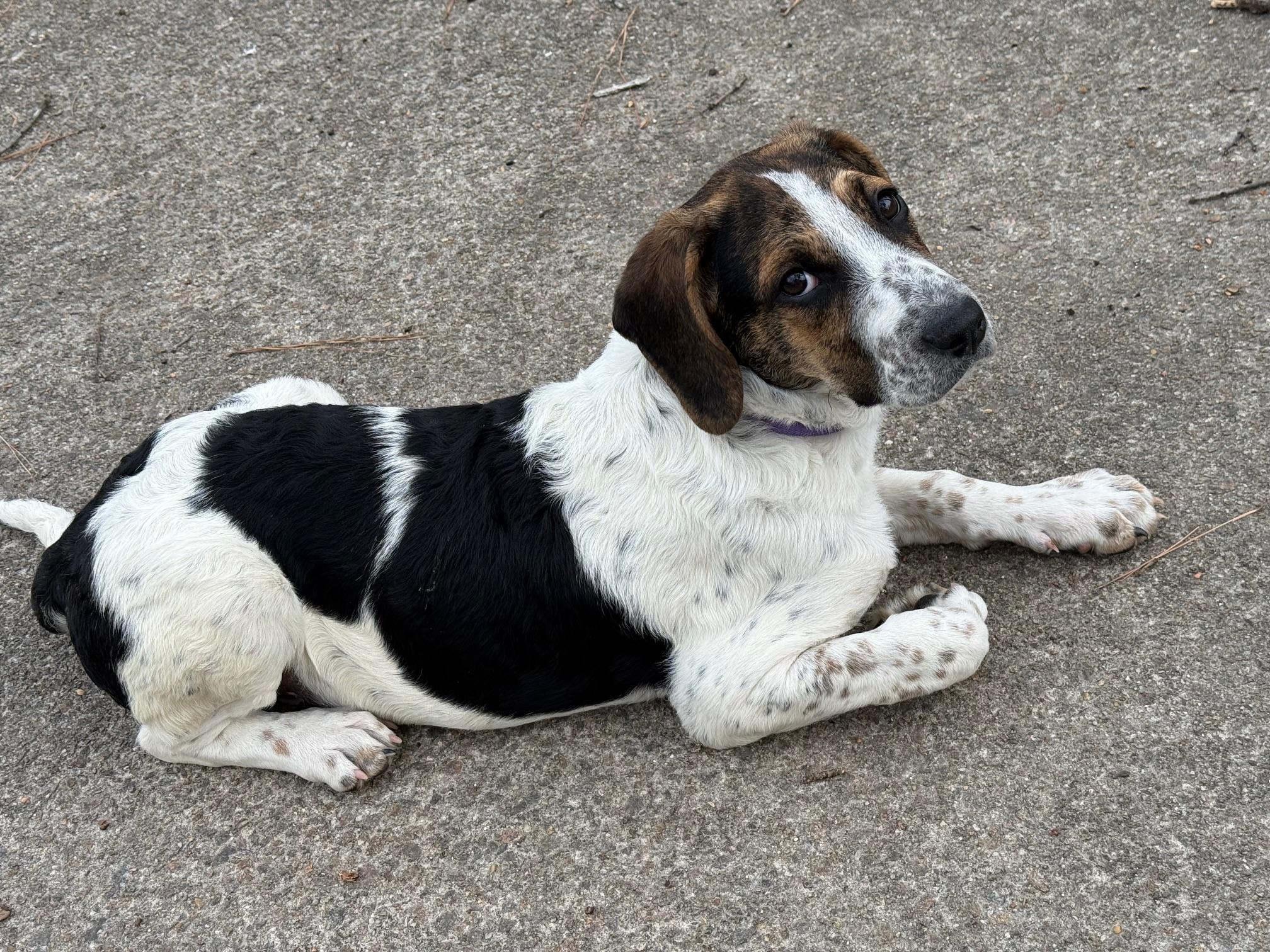 Enlarge Christine, a Adoptable mixed breed in Richmond, VA image 5/6