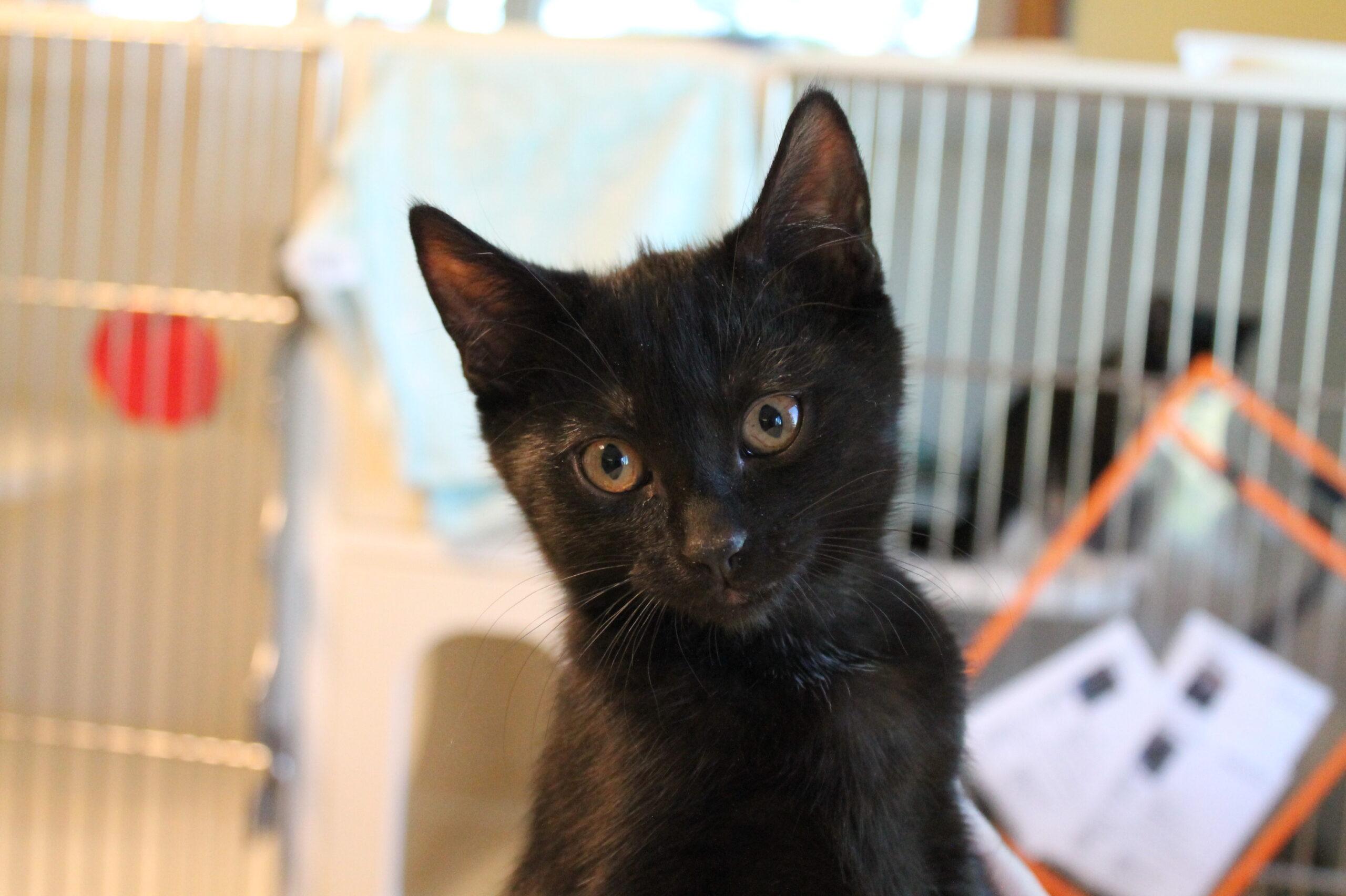 Andromeda, adopted, Kitten Female Domestic Short Hair.