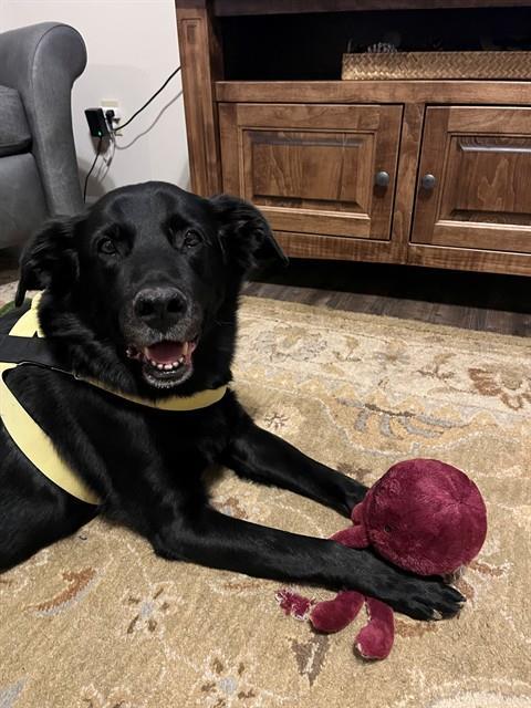 Enlarge HAWKEYE, a Adoptable mixed breed in Saint Peters, MO image 1/1