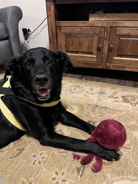 Enlarge HAWKEYE, a Adoptable mixed breed in Saint Peters, MO image 1/1