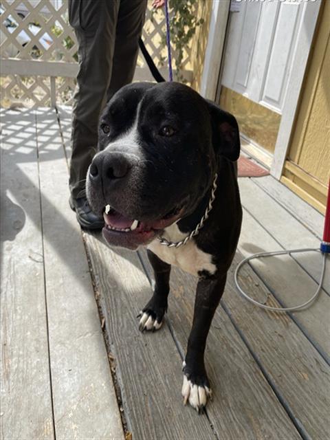 THEODORE, Adoptable, Adult Male Pit Bull Terrier.