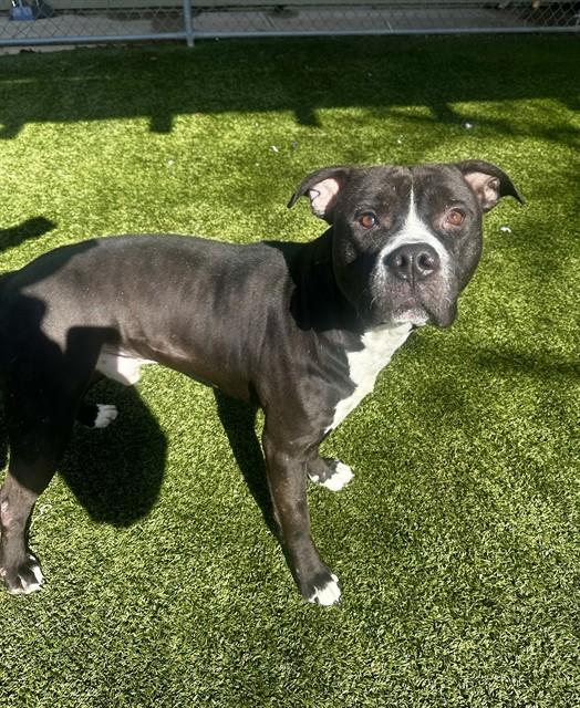 THEODORE, Adoptable, Adult Male Pit Bull Terrier.