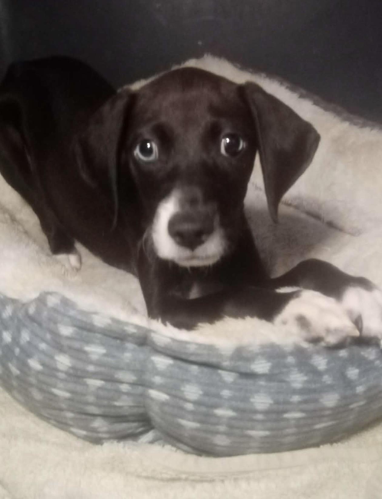 Enlarge Kai, a ADOPTABLE mixed breed in Oceanside, CA image 1/1