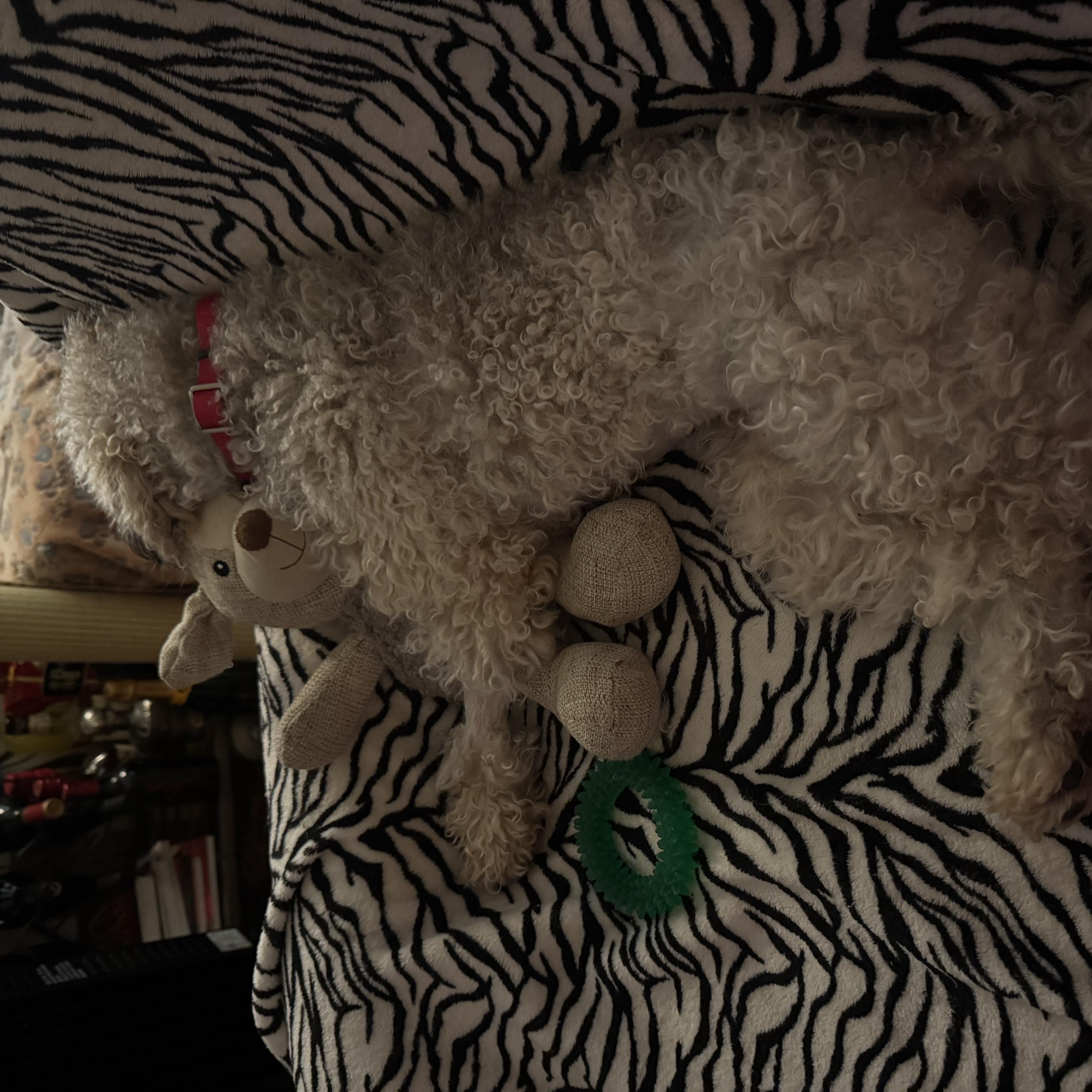 Anise, a ADOPTABLE mixed breed in West Hollywood, CA image 4/5