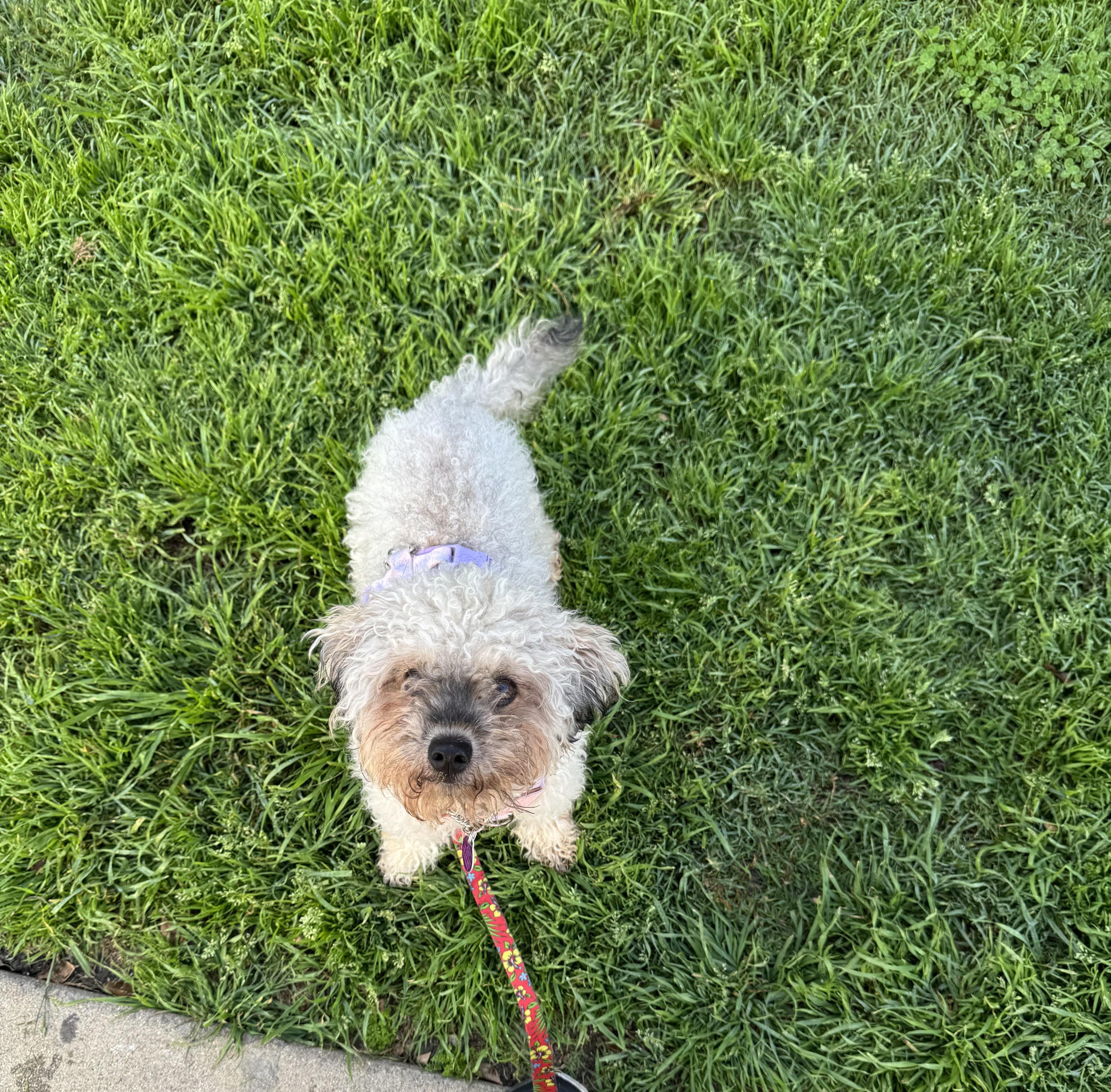 Anise, a ADOPTABLE mixed breed in West Hollywood, CA image 1/5