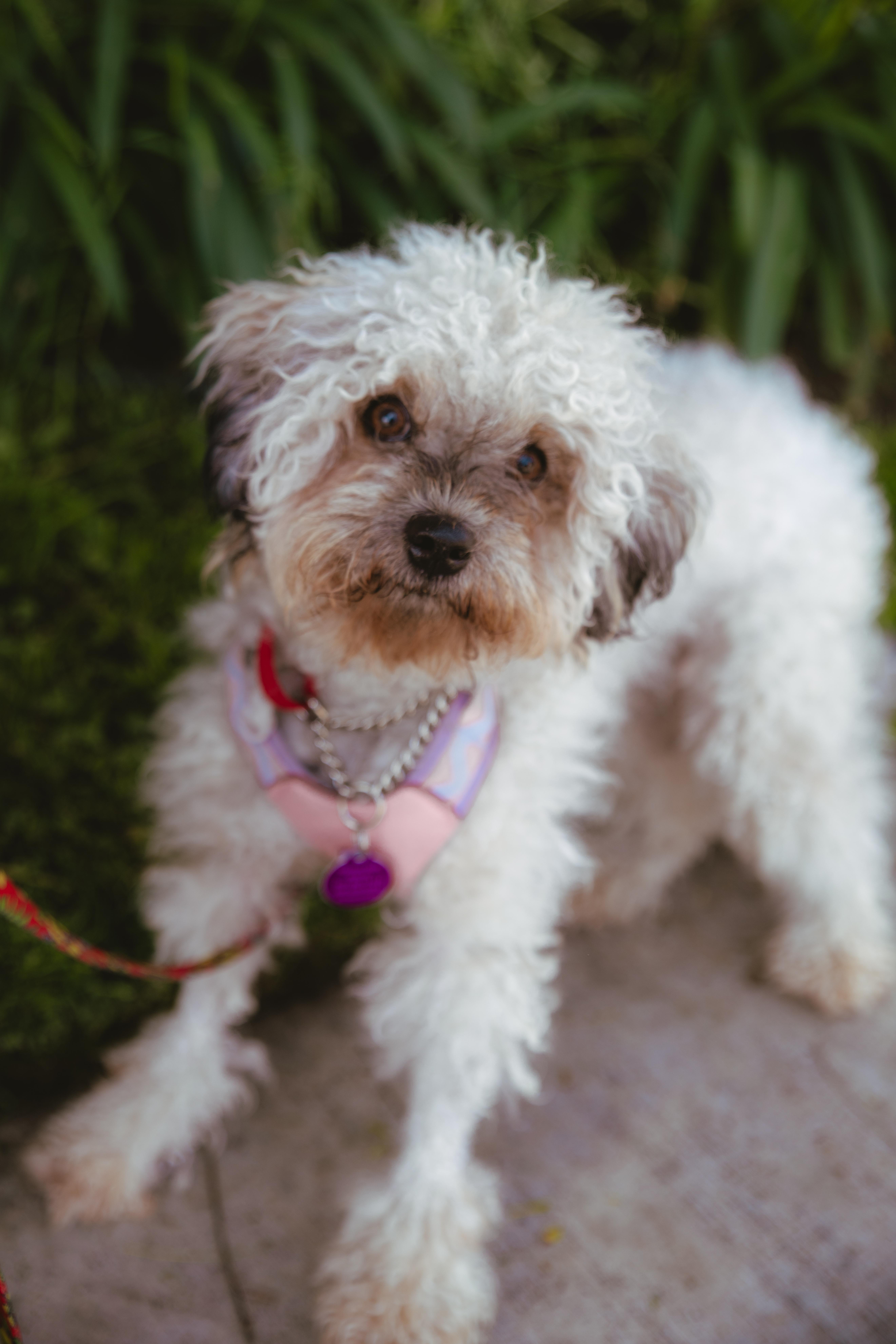 Anise, an adopted mixed breed in West Hollywood, CA image 2/6
