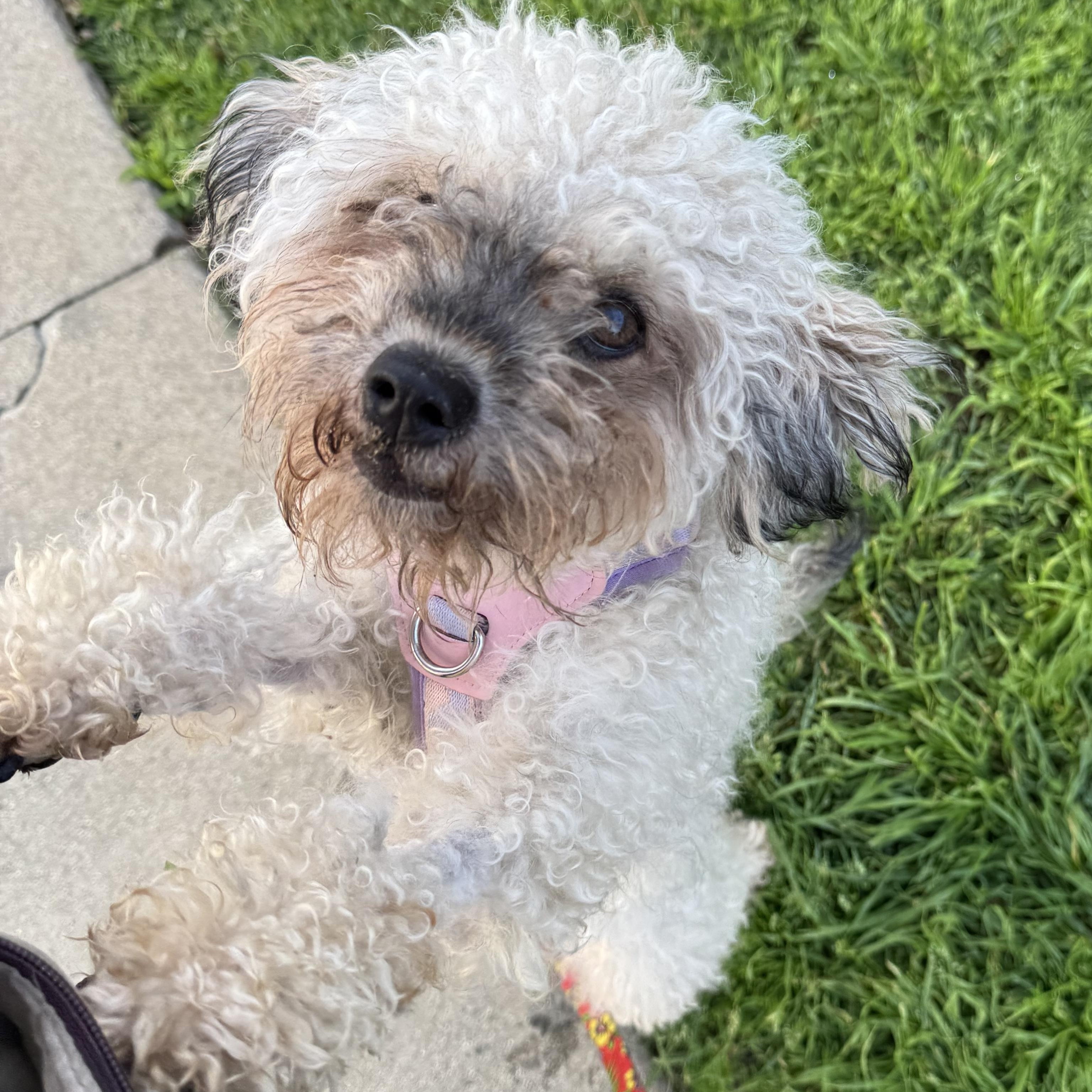 Anise, a ADOPTABLE mixed breed in West Hollywood, CA image 5/5