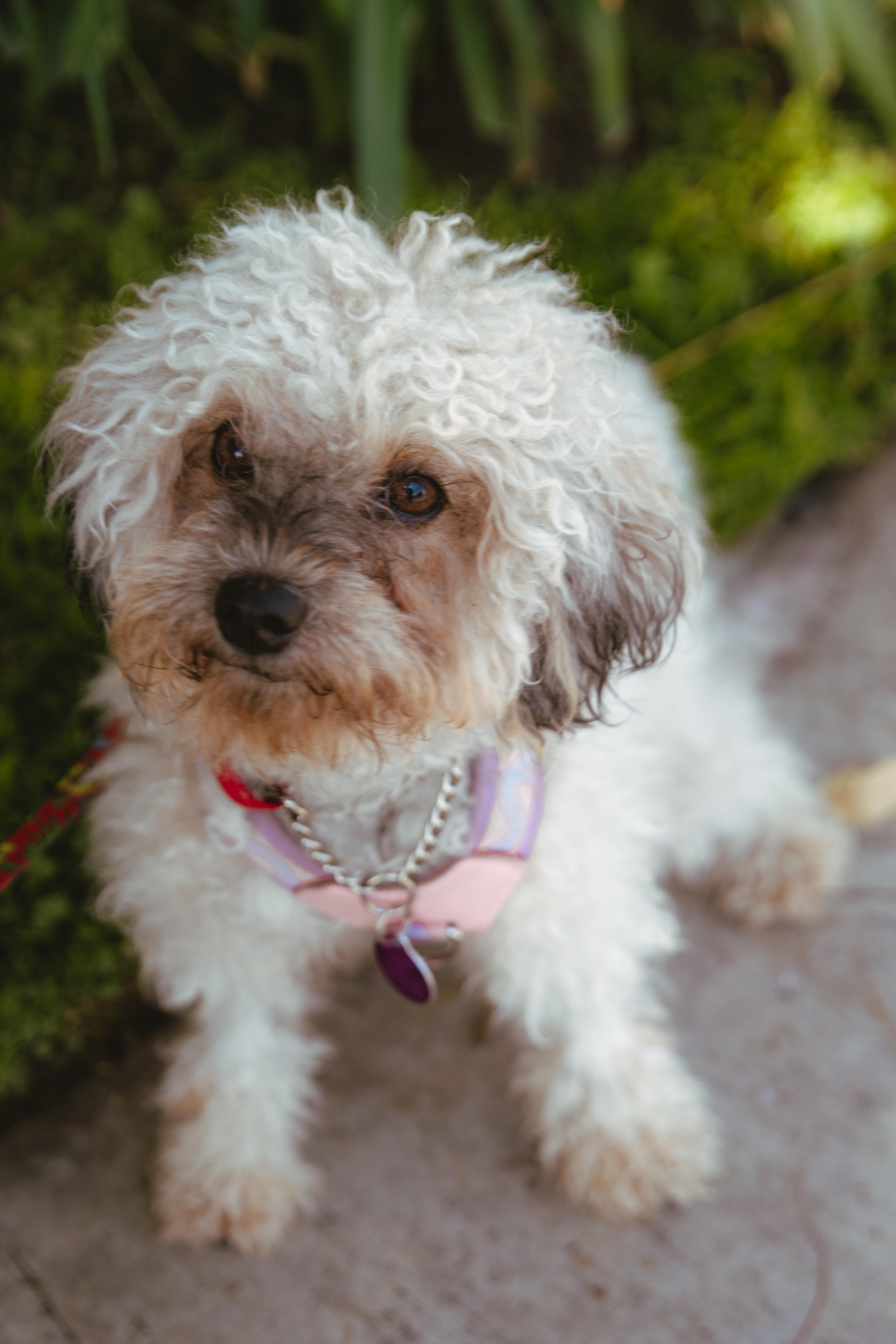 Anise, an adopted mixed breed in West Hollywood, CA image 4/6