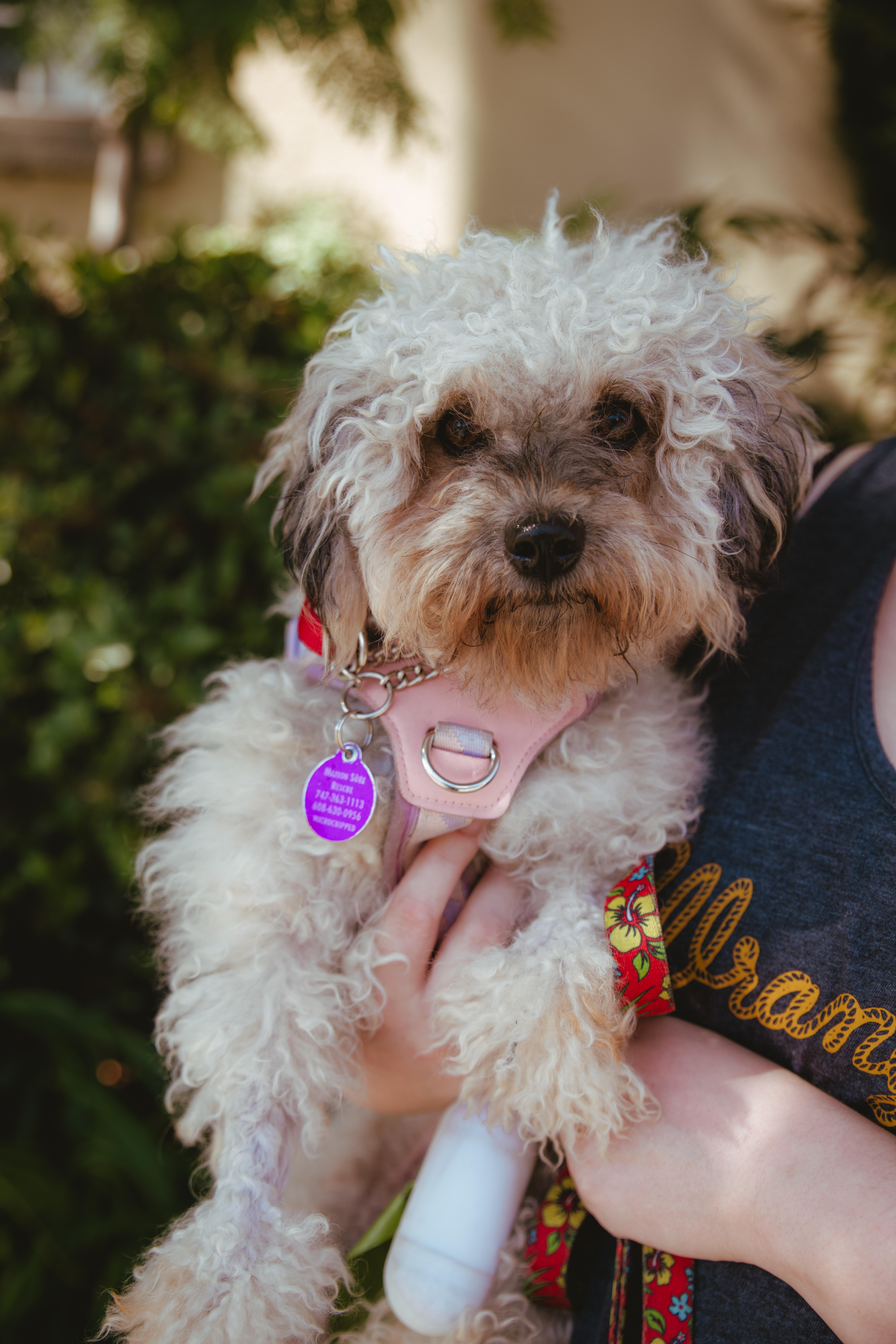 Anise, an adopted mixed breed in West Hollywood, CA image 6/6