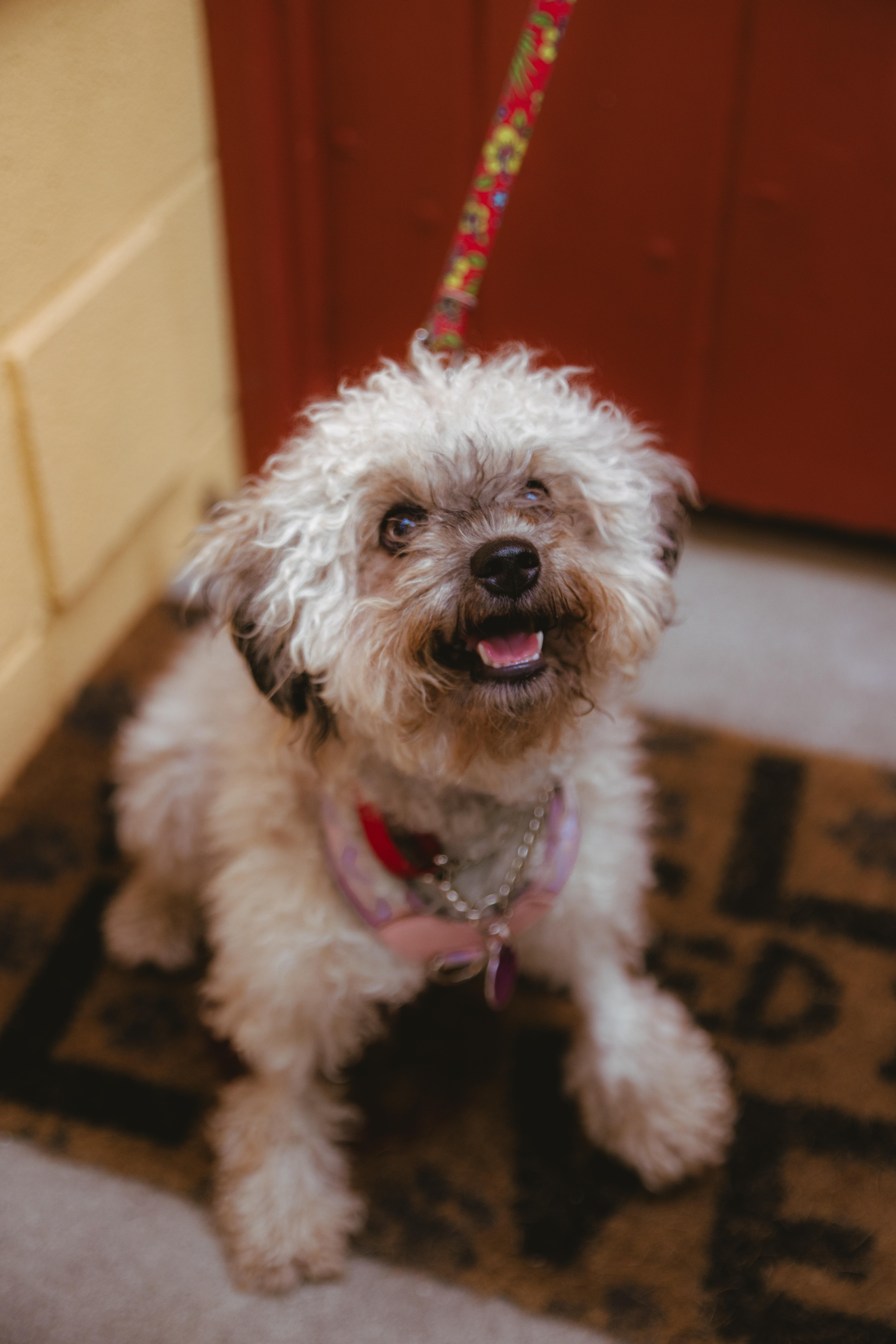 Anise, an adopted mixed breed in West Hollywood, CA image 1/6