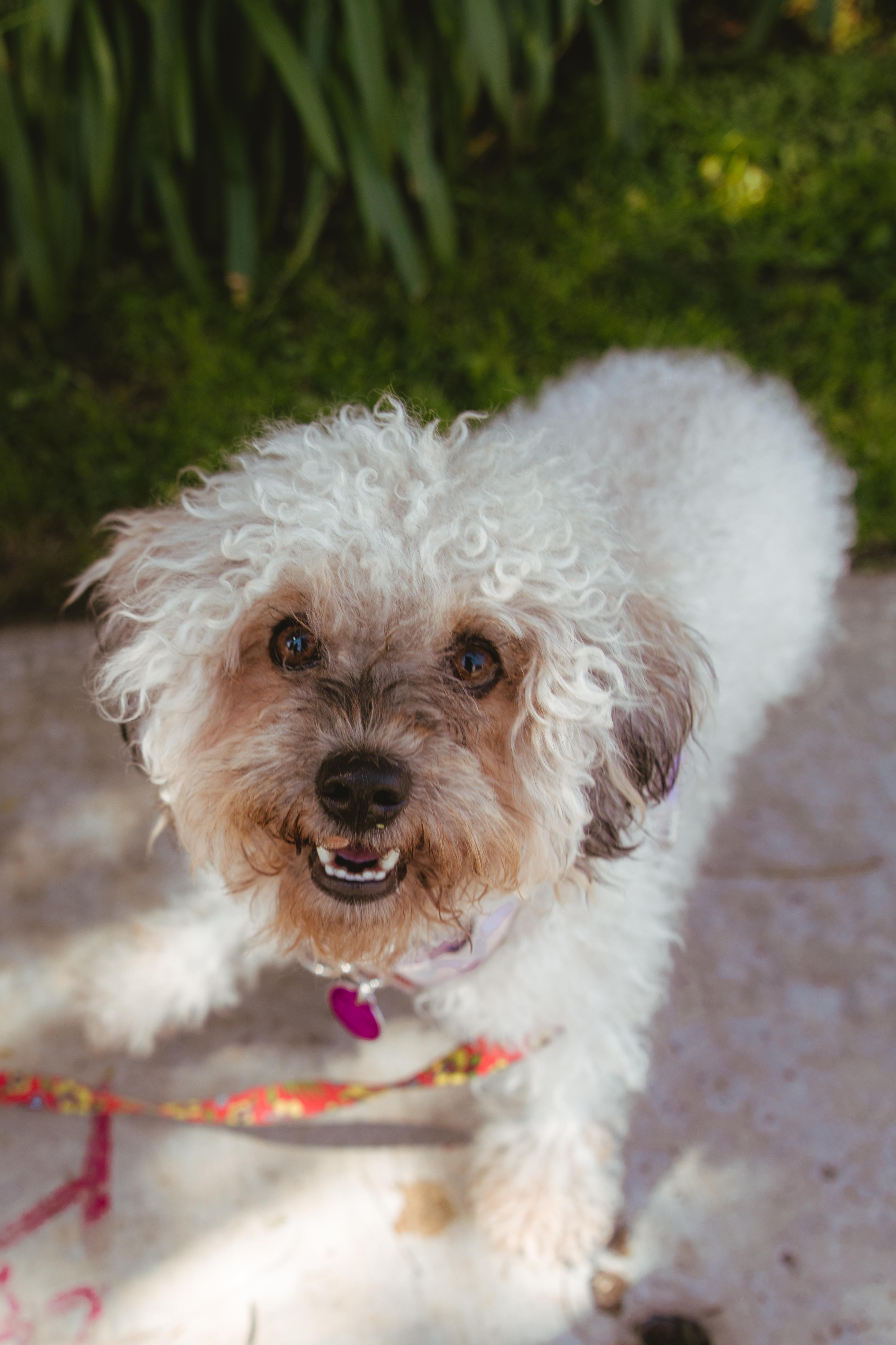 Anise, an adopted mixed breed in West Hollywood, CA image 3/6