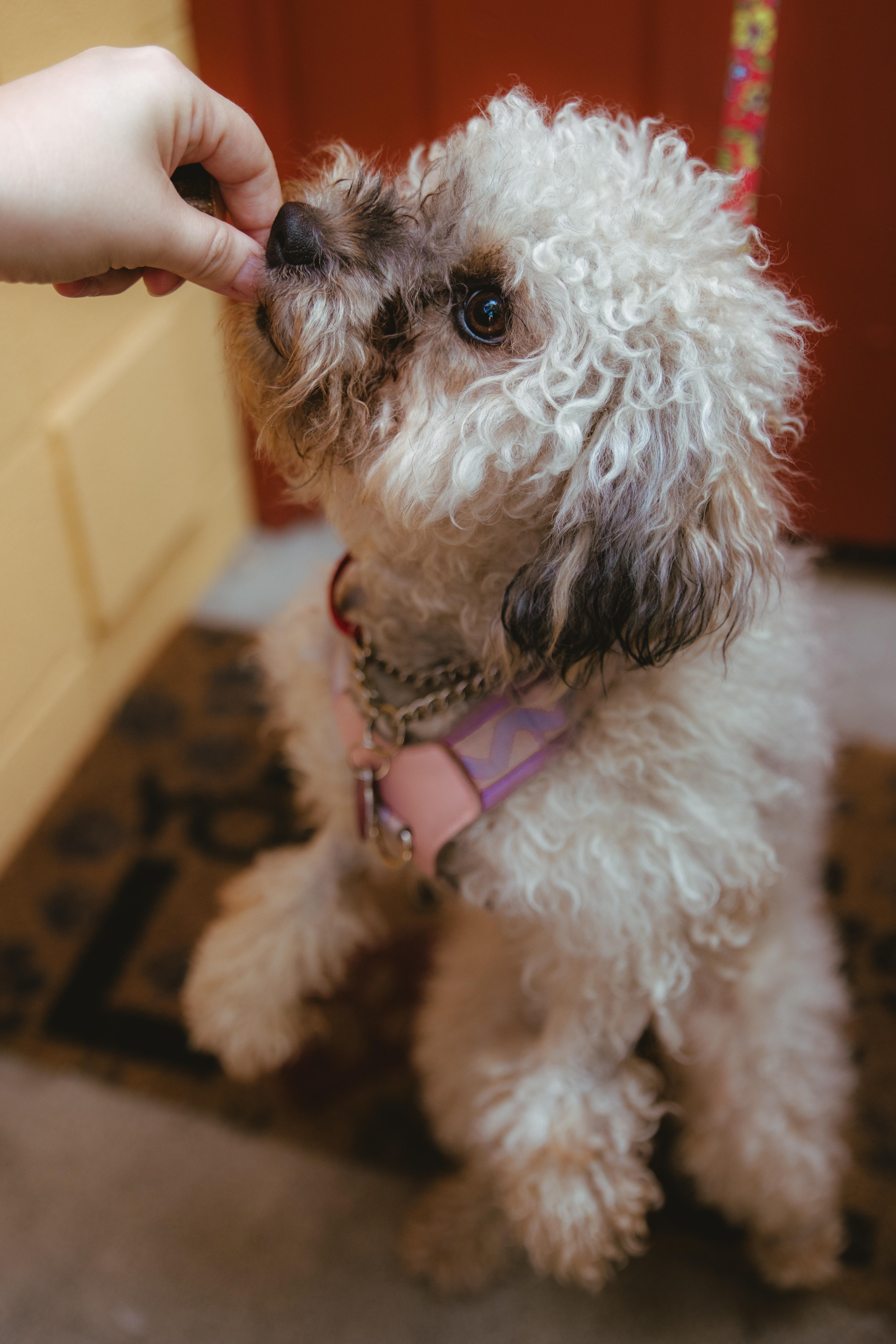 Anise, an adopted mixed breed in West Hollywood, CA image 5/6