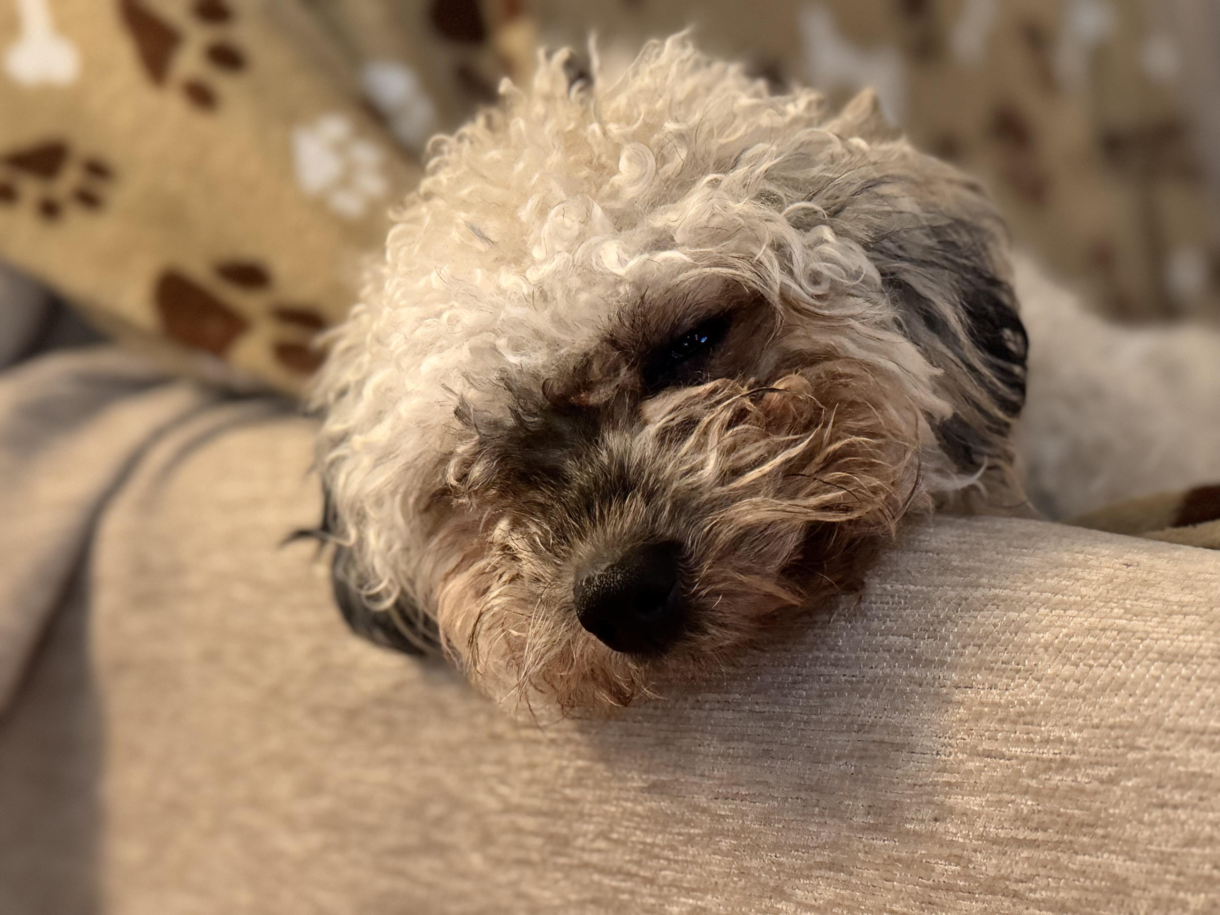 Anise, a ADOPTABLE mixed breed in West Hollywood, CA image 3/5