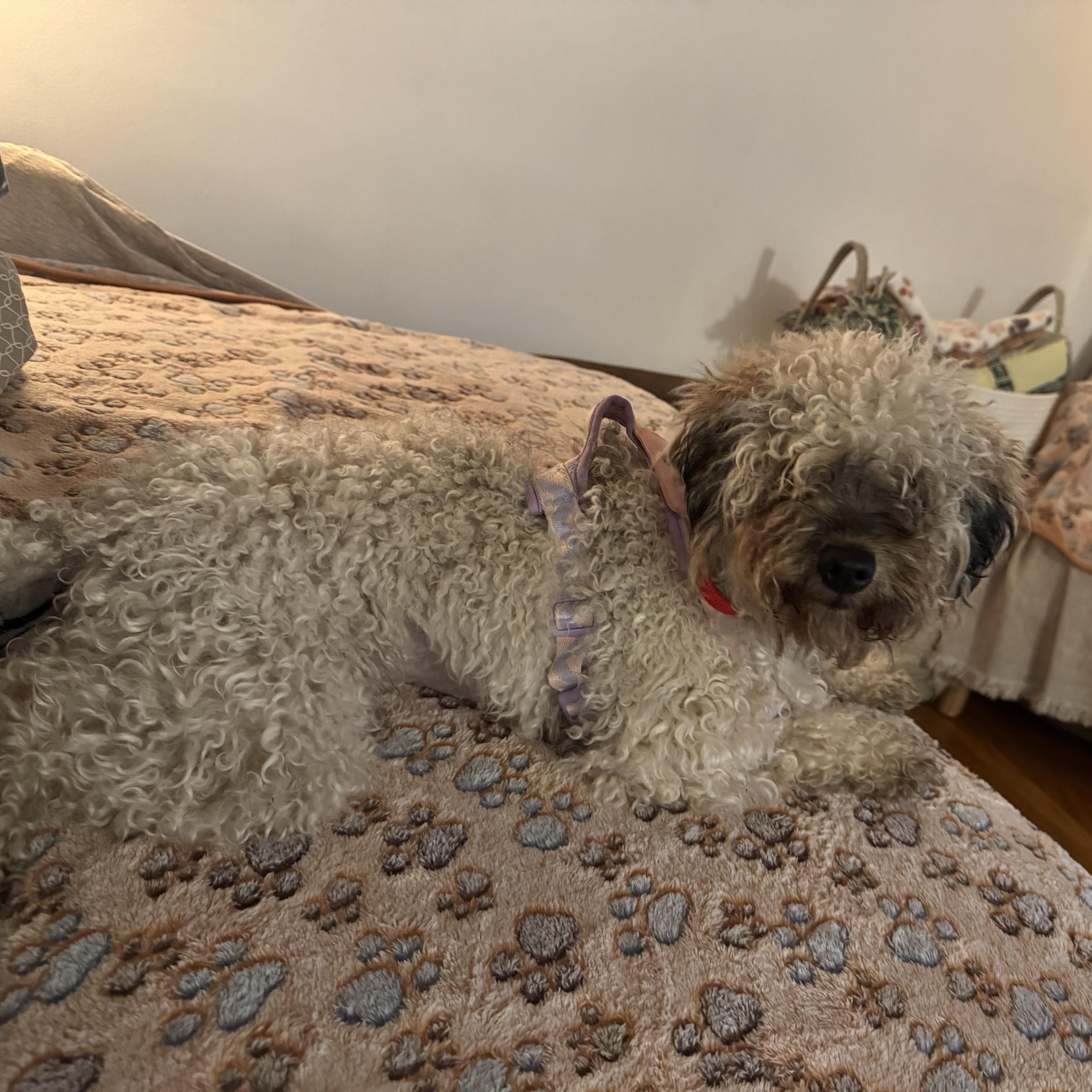 Anise, a ADOPTABLE mixed breed in West Hollywood, CA image 2/5